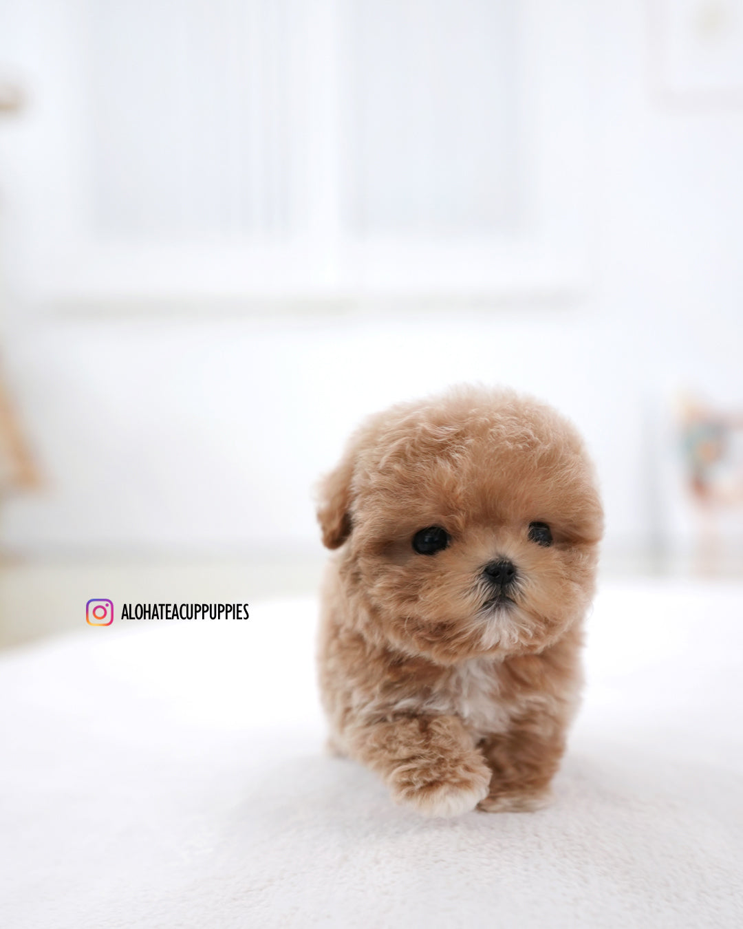 Toto [TEACUP MALTIPOO]