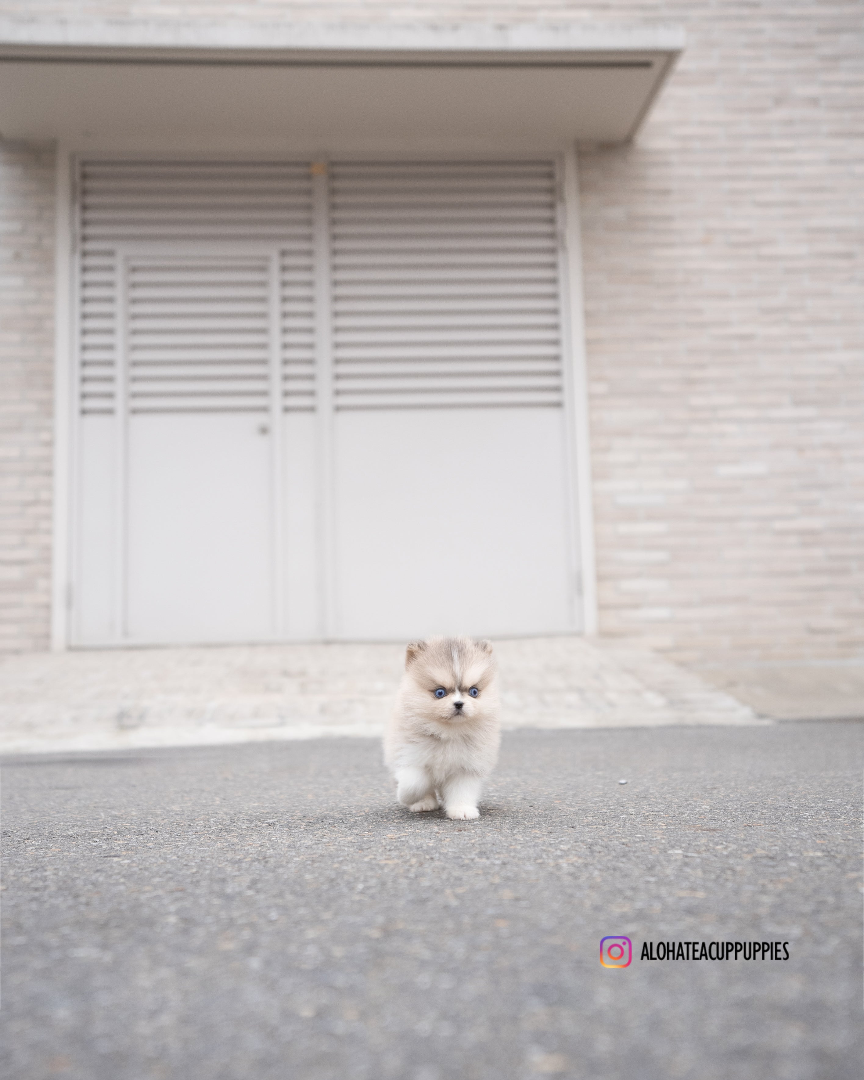 Moana [TEACUP POMSKY]
