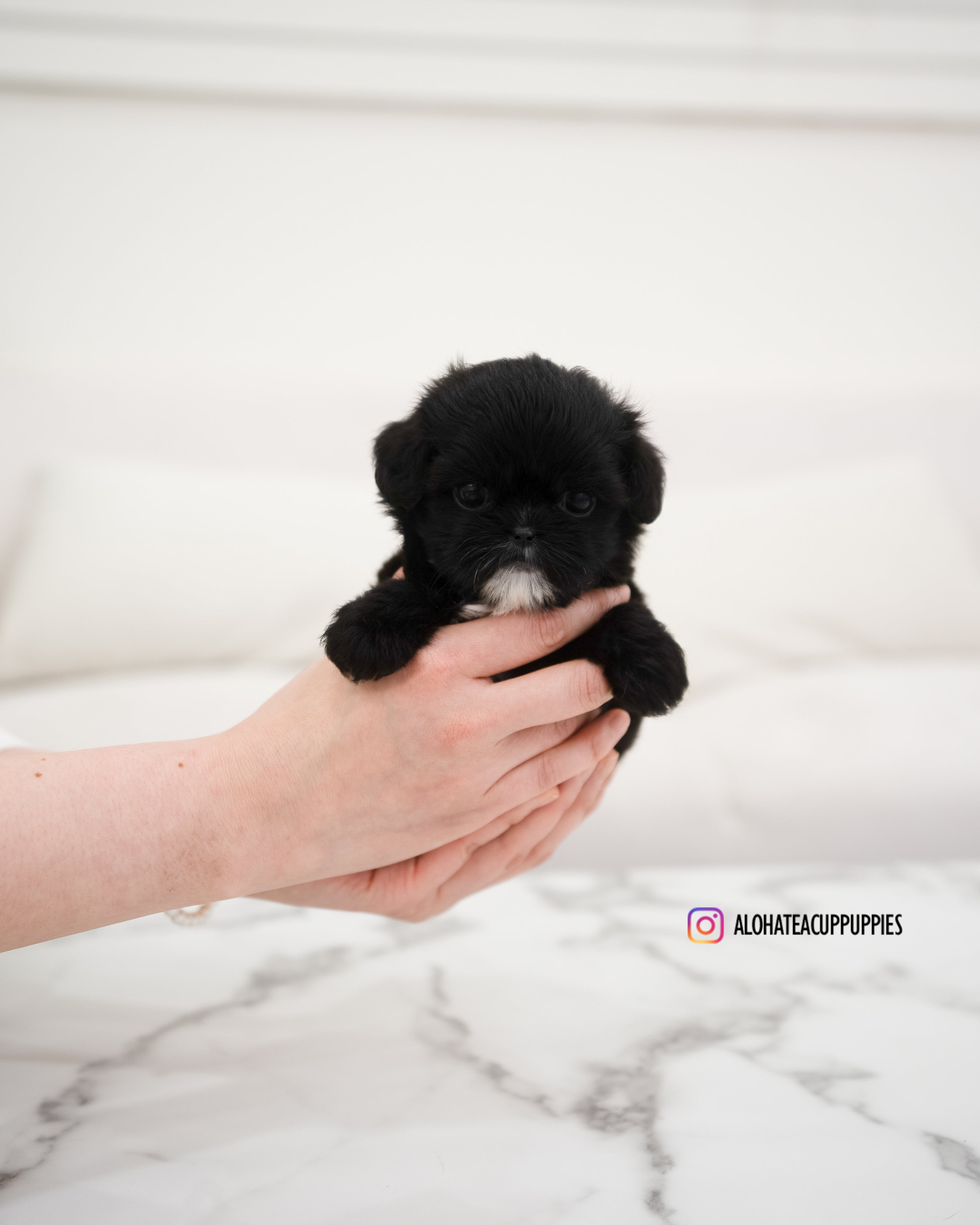 Haribo [TEACUP MALTIPOO]