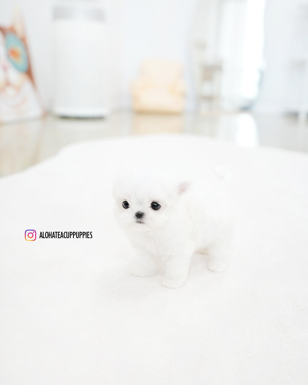 Cody [TEACUP MALTESE]