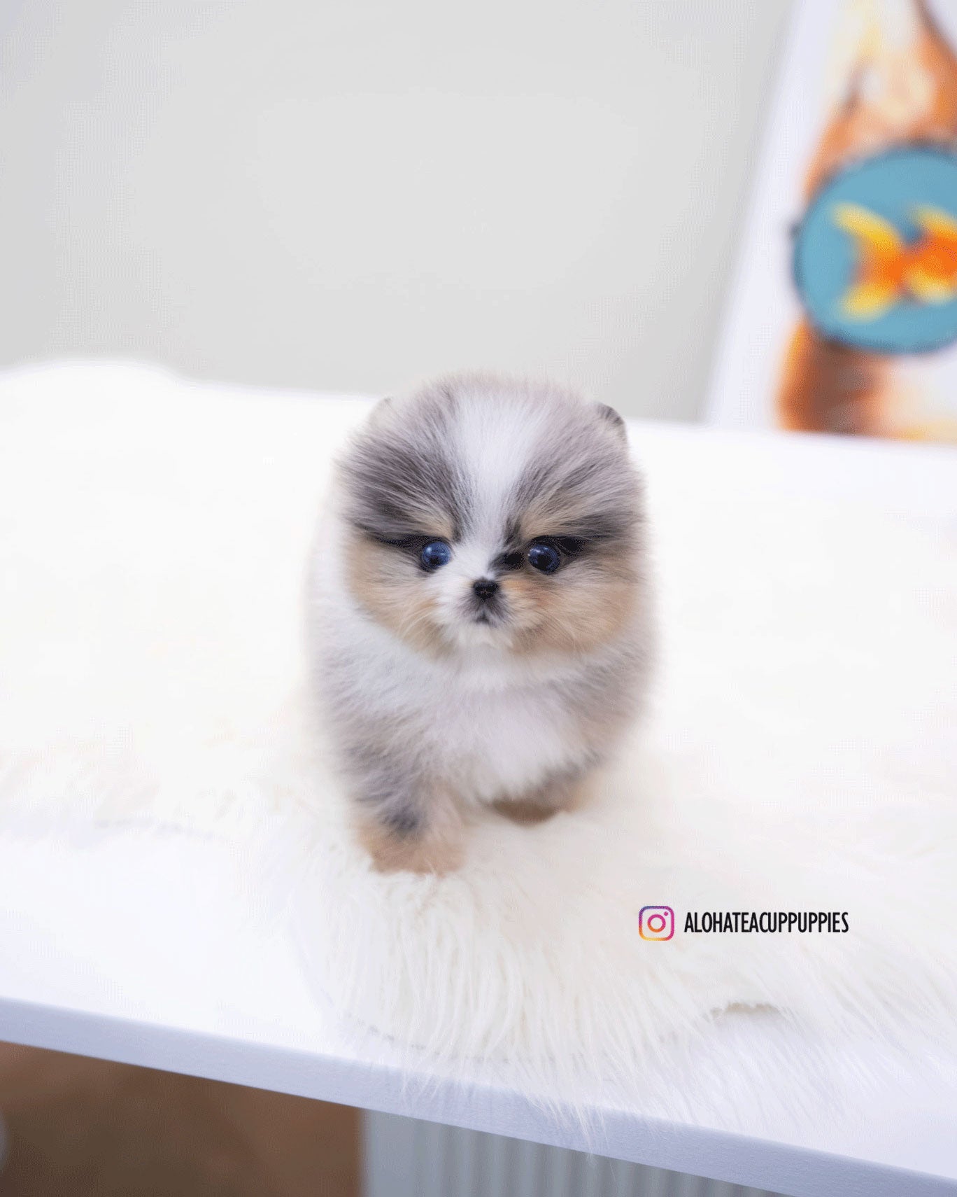 Moon [TEACUP POMERANIAN]