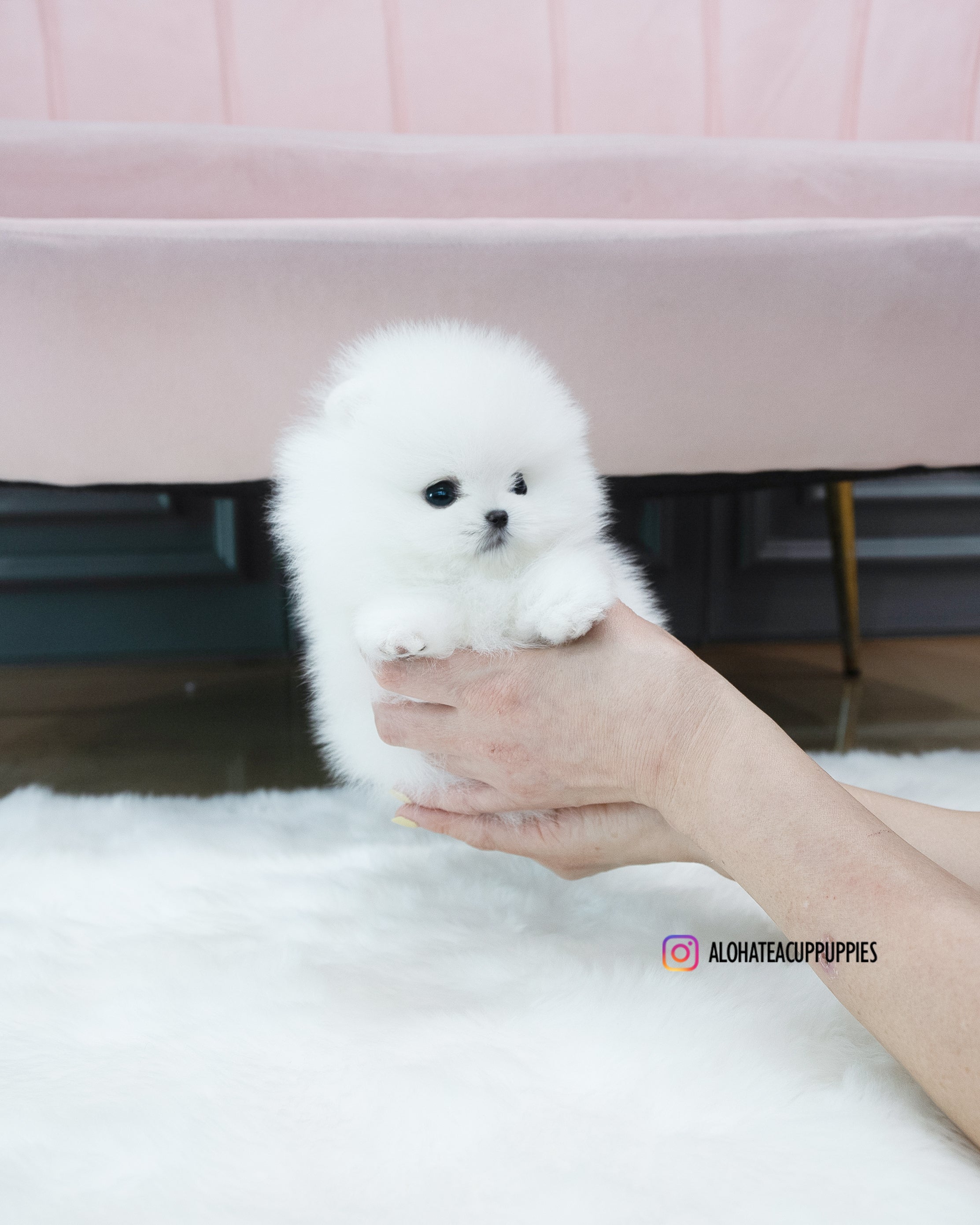 Leche [POMERANIA TAZA DE TÉ]