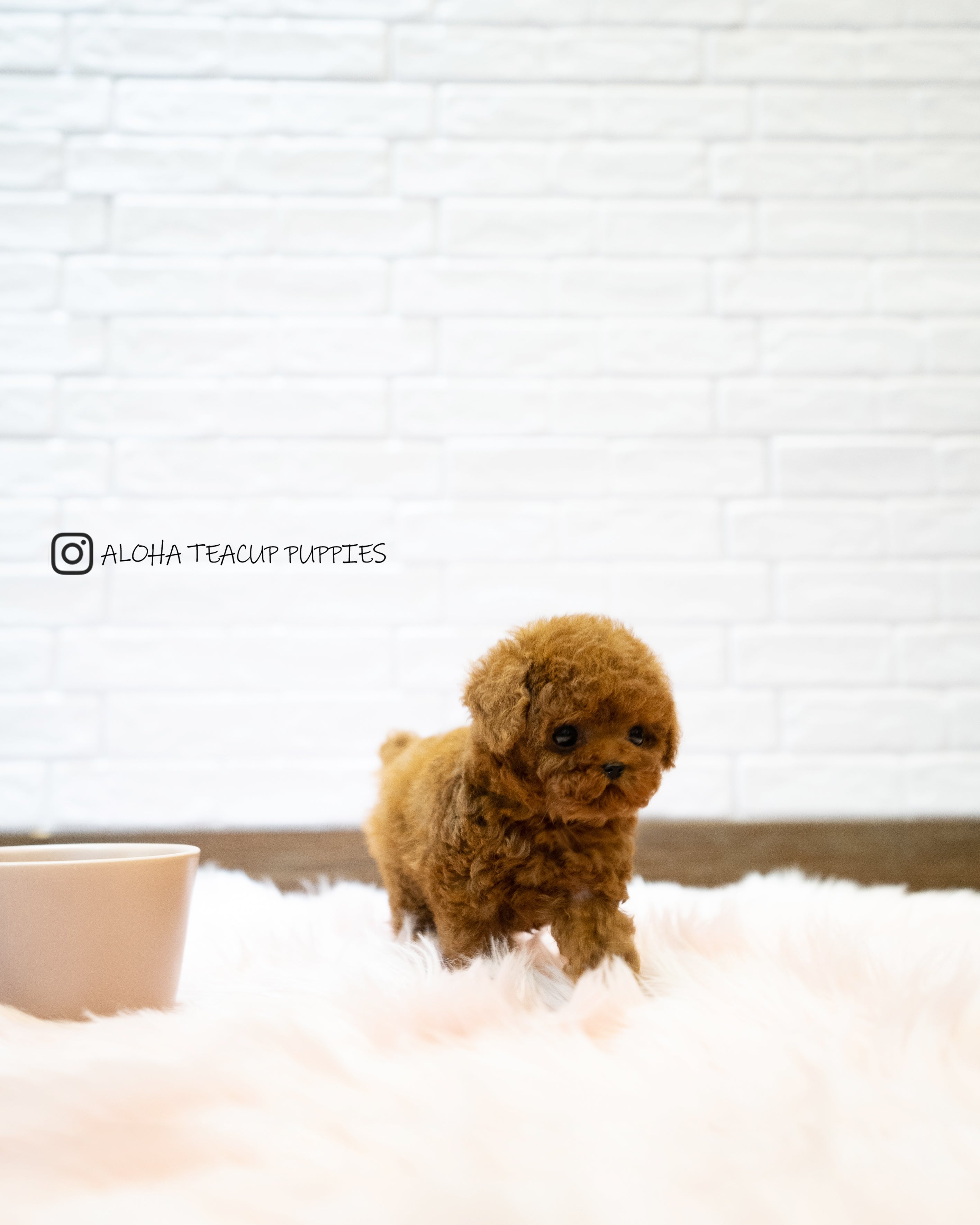 Sonny [TEACUP POODLE]