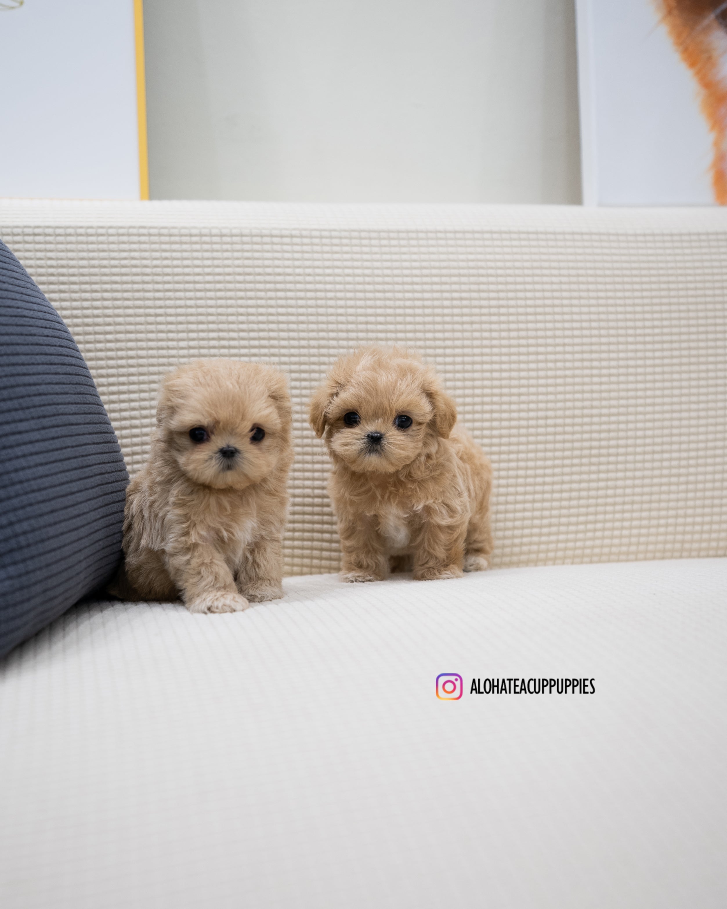 Zayne [TEACUP MALTIPOO]