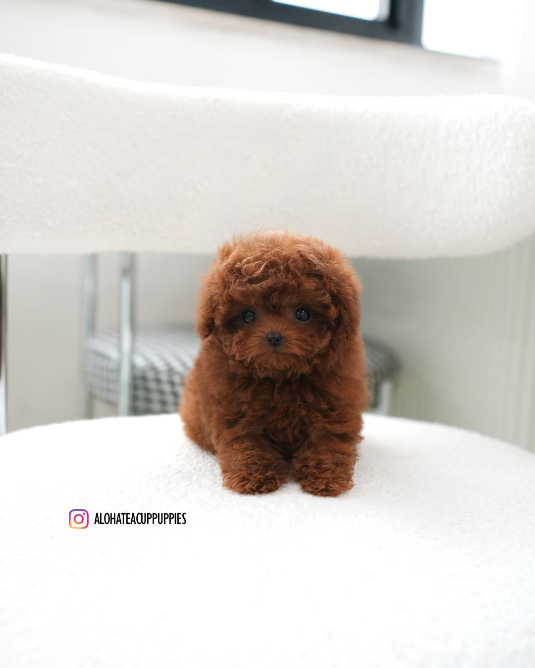 Cindy [TEACUP POODLE]