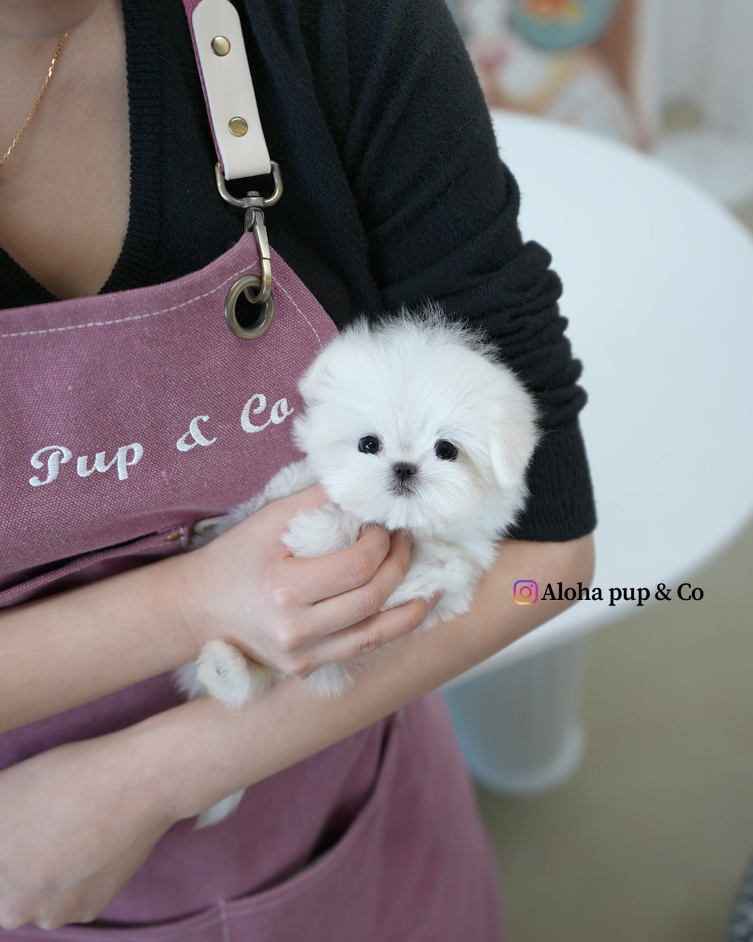 Reese [TEACUP MALTESE]