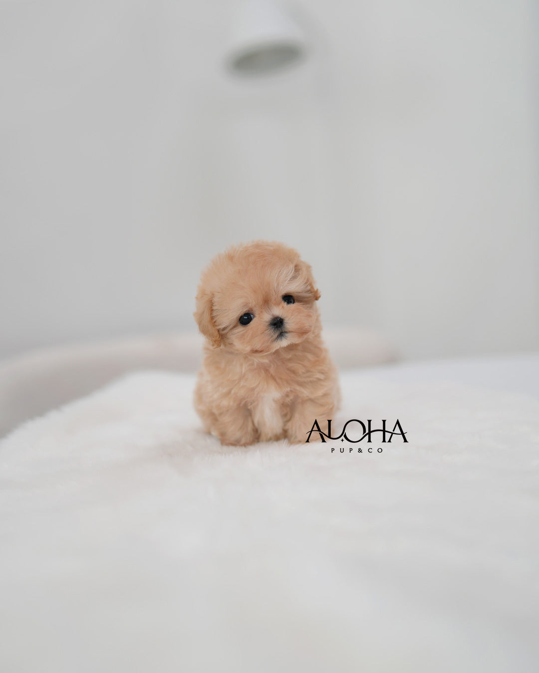 Eddy [TEACUP MALTIPOO]