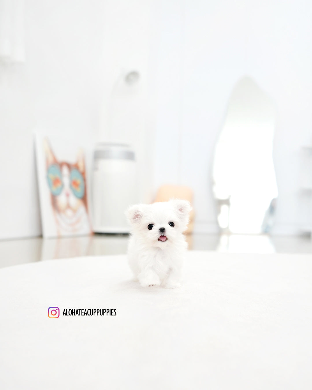 Dory [TEACUP MALTESE]