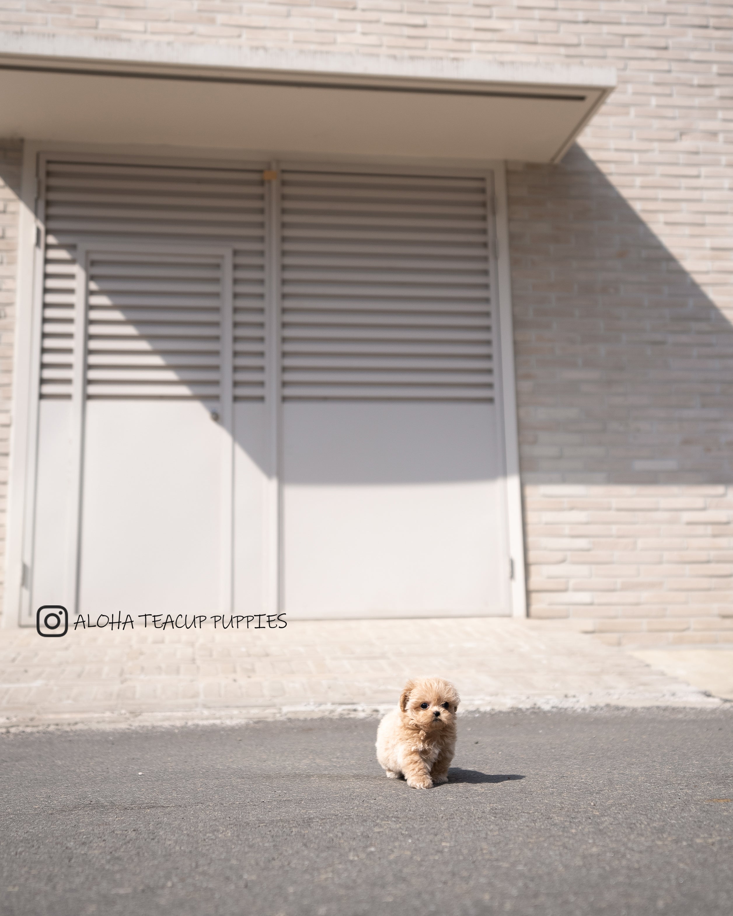 Mabel [TEACUP MALTIPOO]