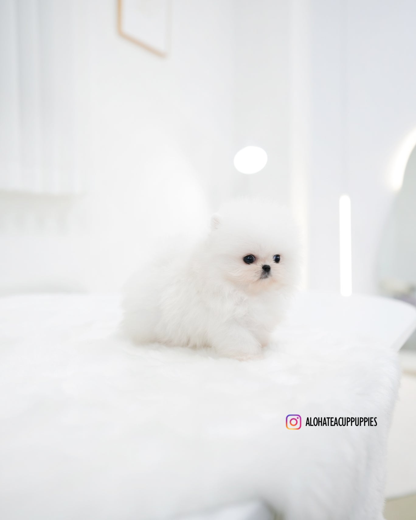 Maru [POMERANIA TAZA DE TÉ]