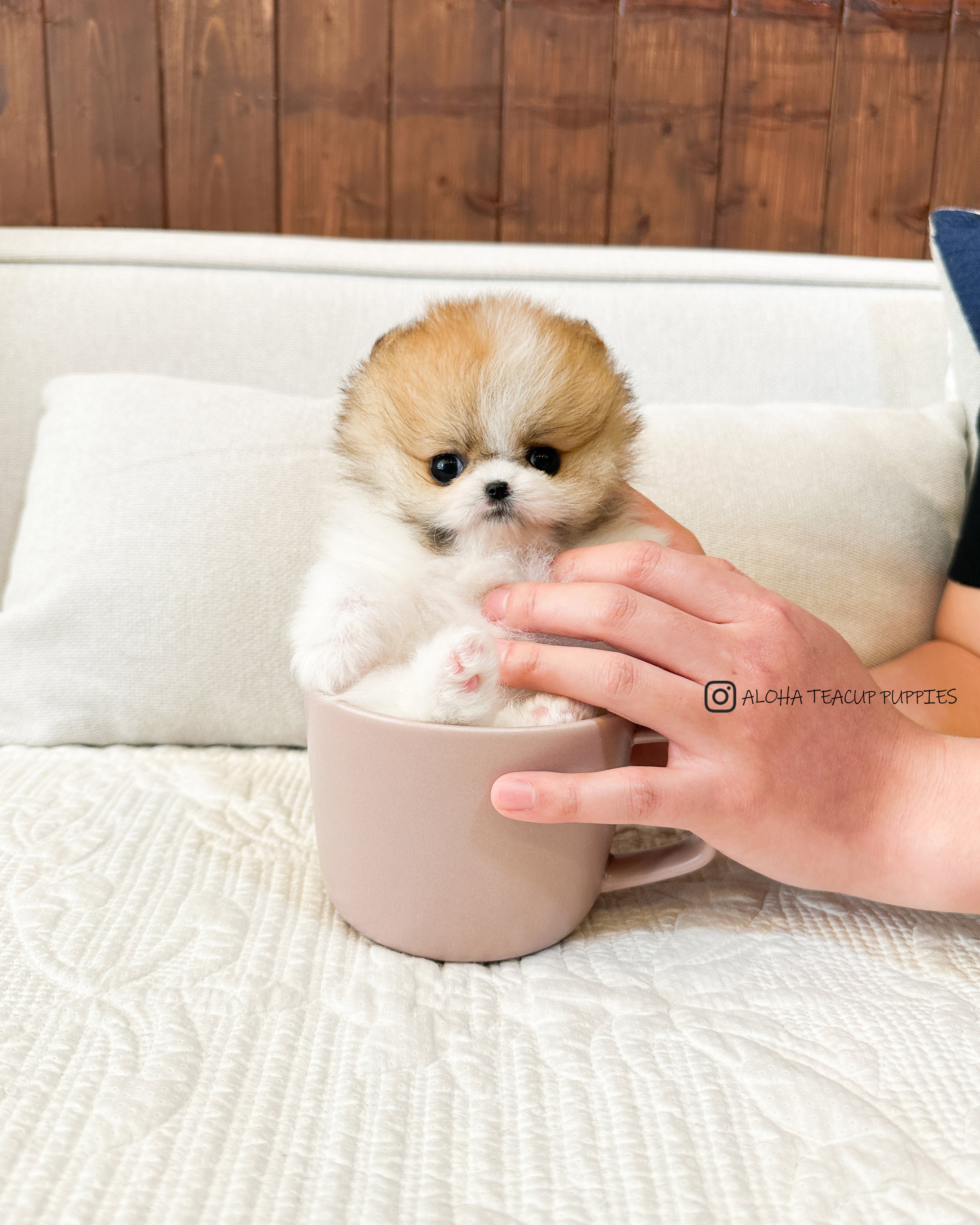 Robin [POMERANIA TAZA DE TÉ]