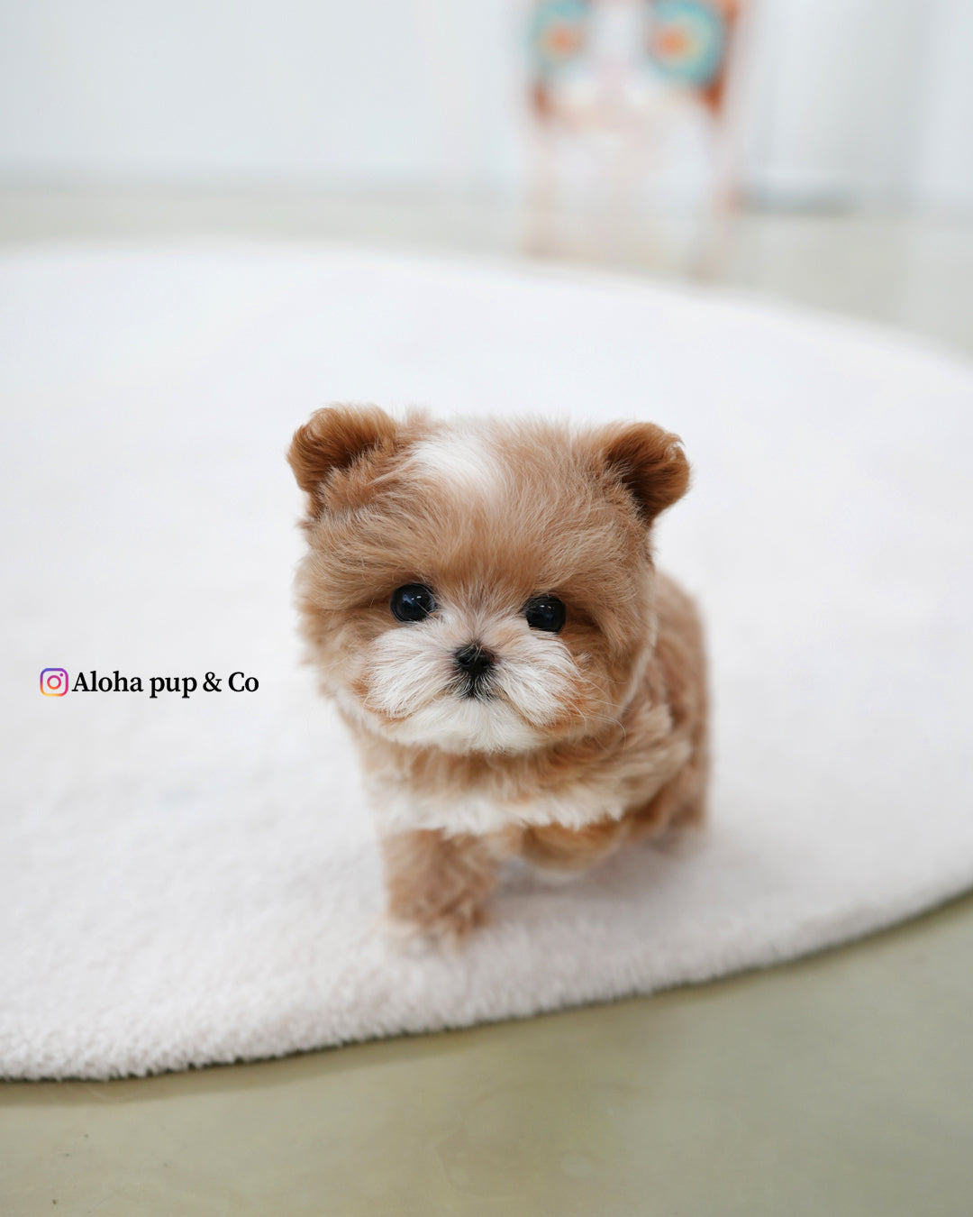 Mickey [TEACUP MALTIPOO]