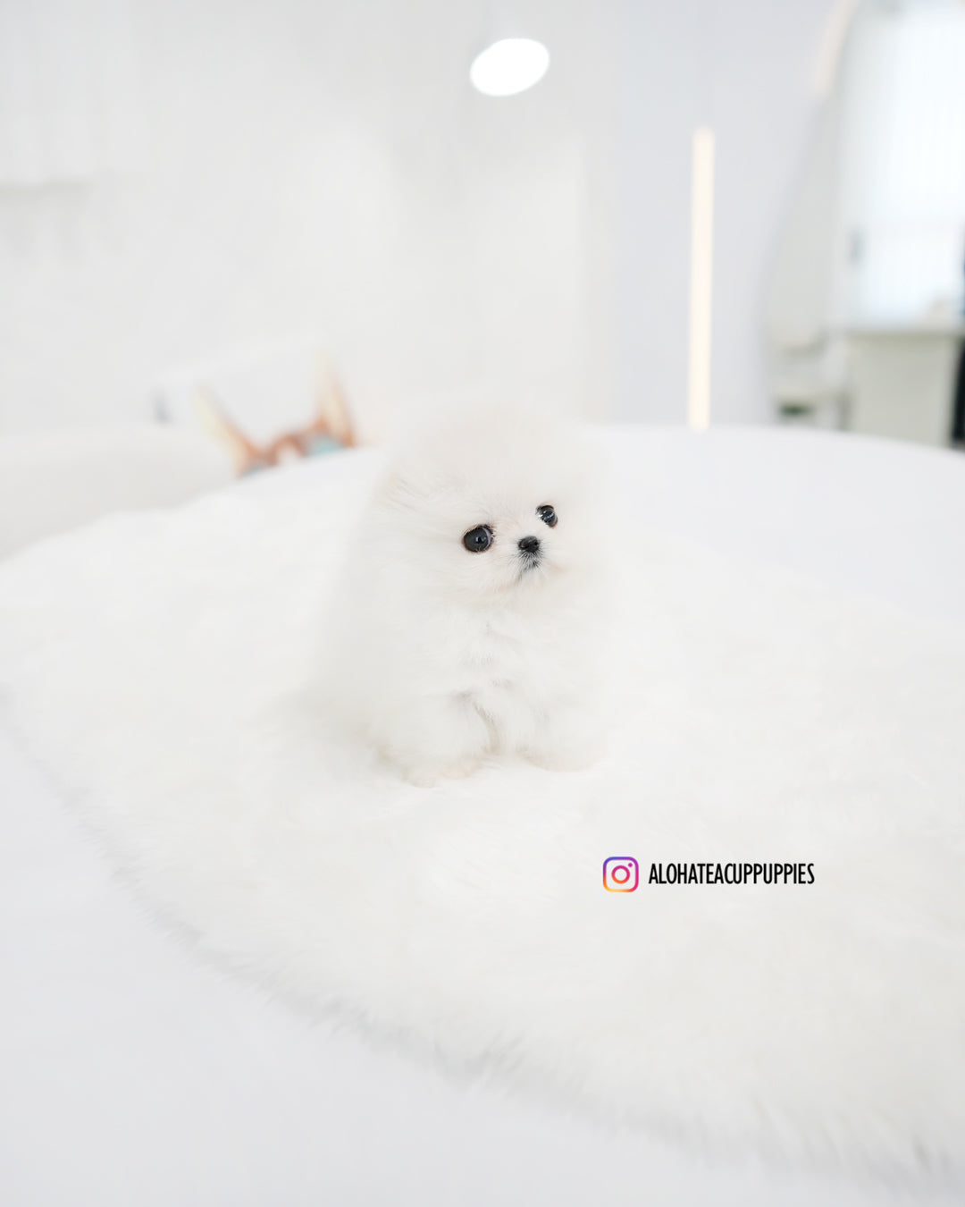 Cachorro [POMERANIA TAZA DE TÉ]