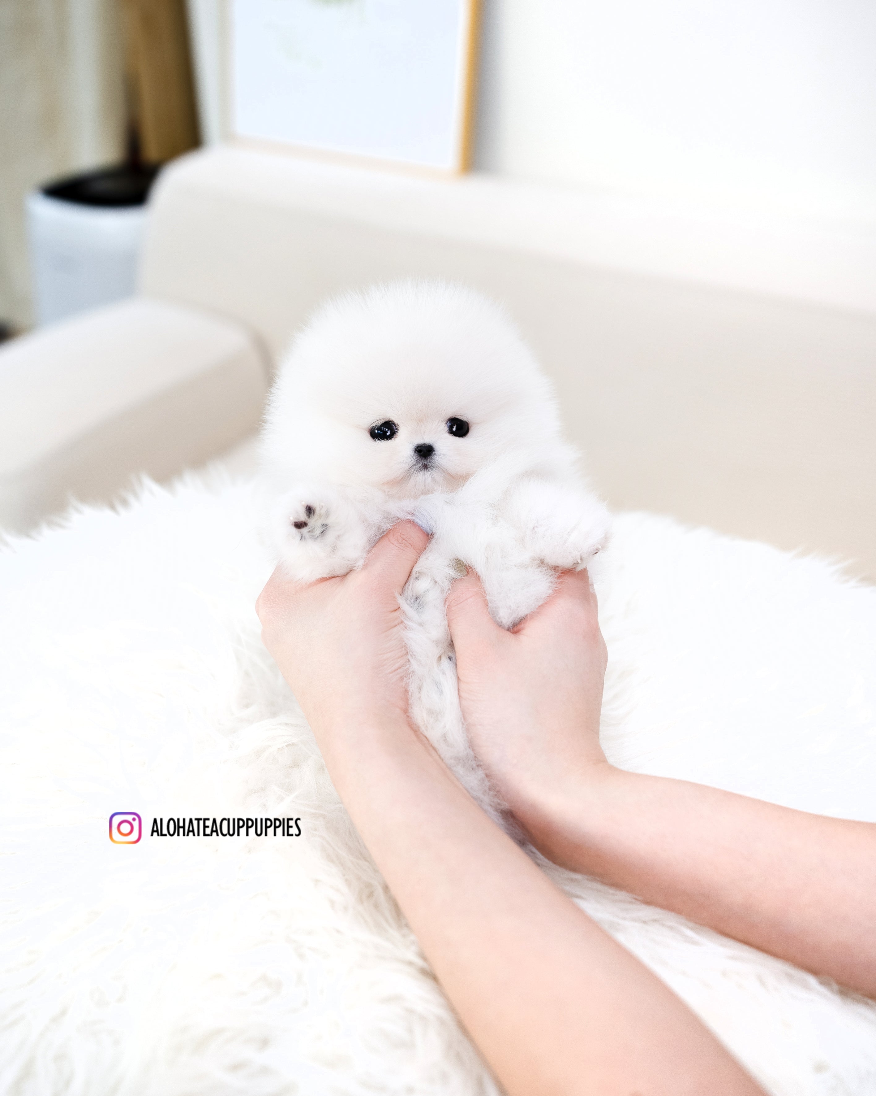 Zara [TEACUP POMERANIAN]