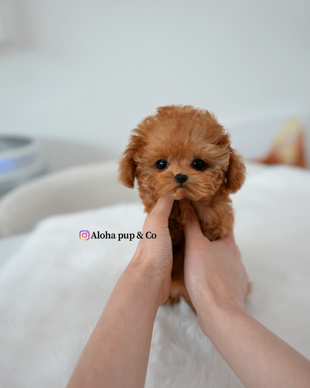 Mabel [TEACUP POODLE]