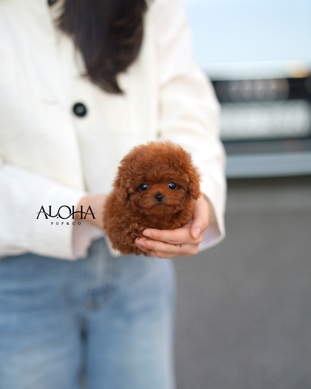 Zizi [TEACUP POODLE]