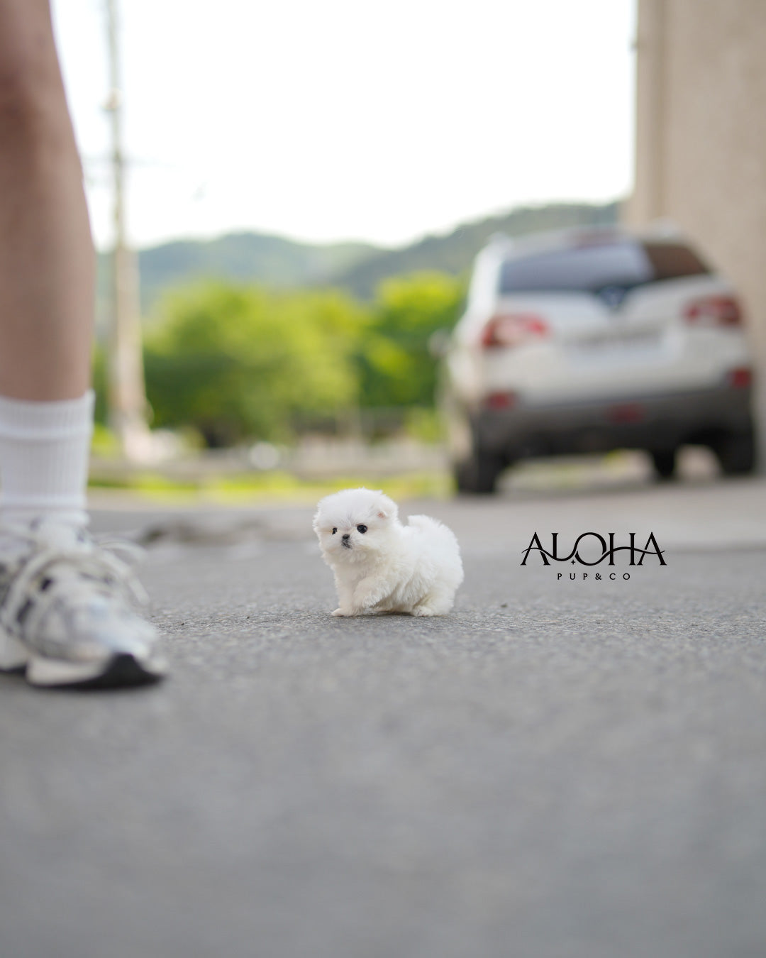 Zen [TEACUP Maltese]