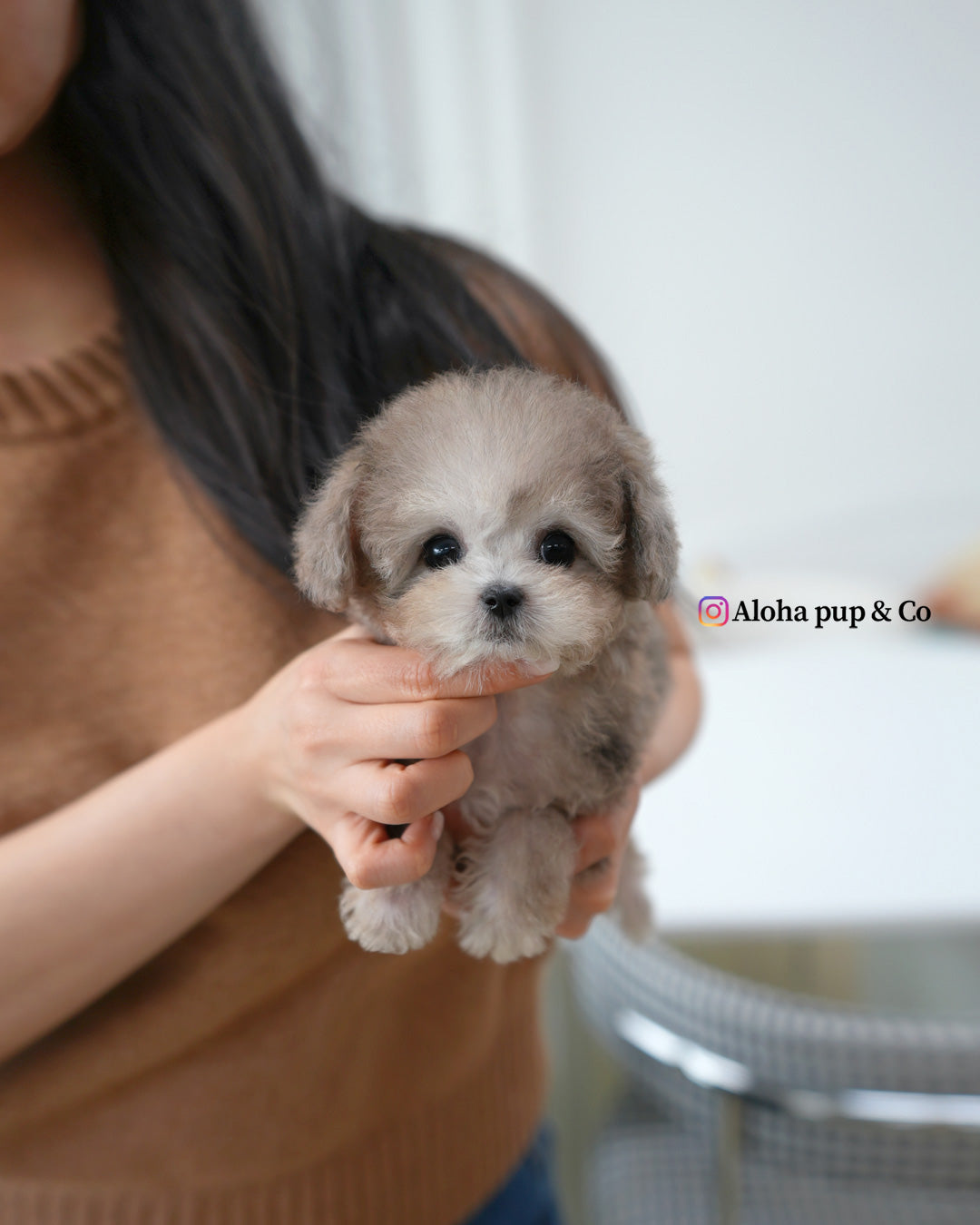 puff [TEACUP MALTIPOO]