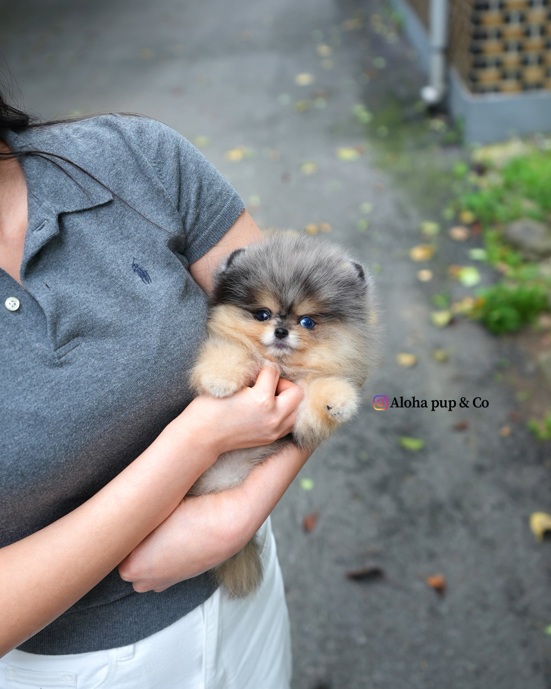 Lucian [POMERANIA TAZA DE TÉ]