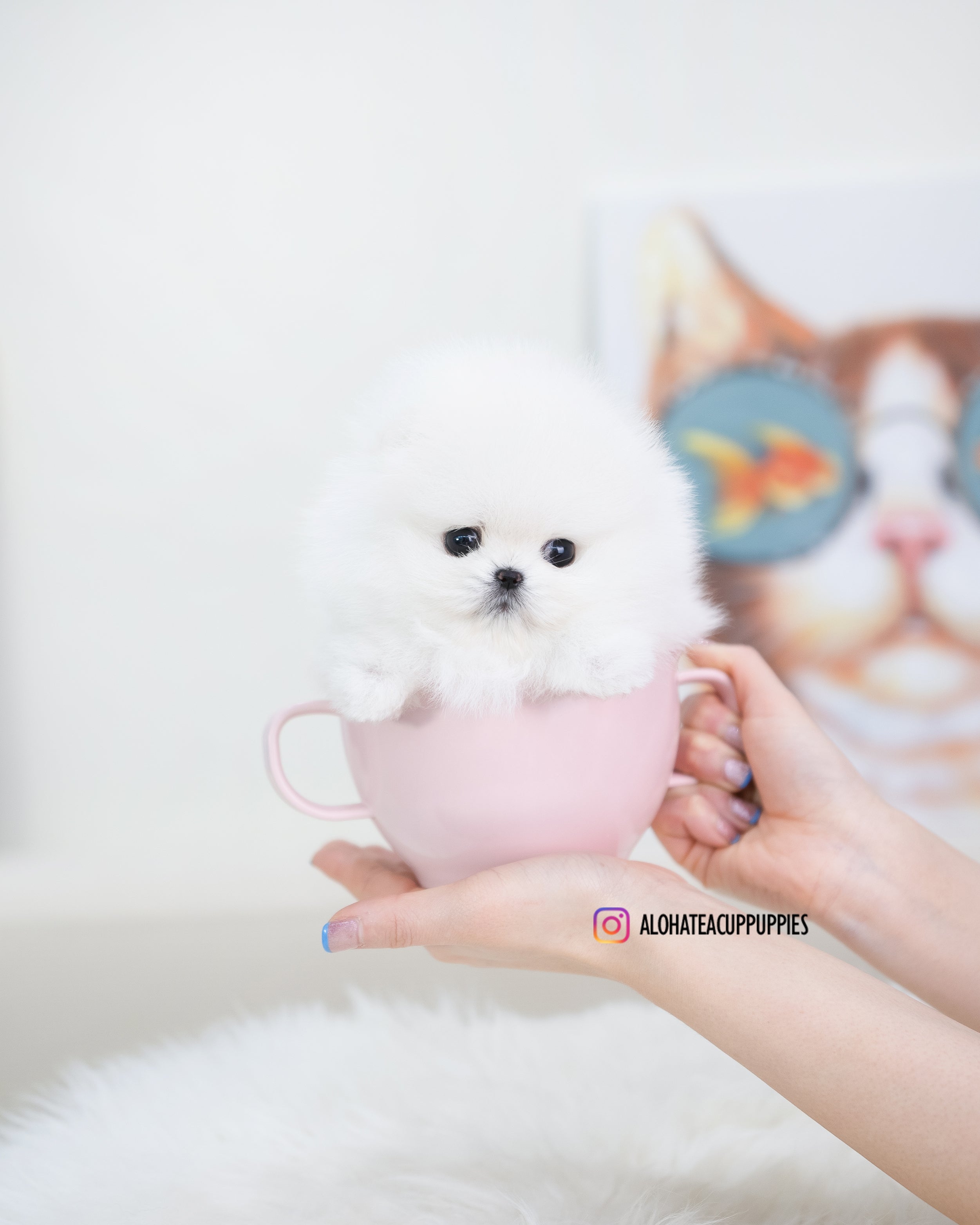 Esme [TEACUP POMERANIAN]
