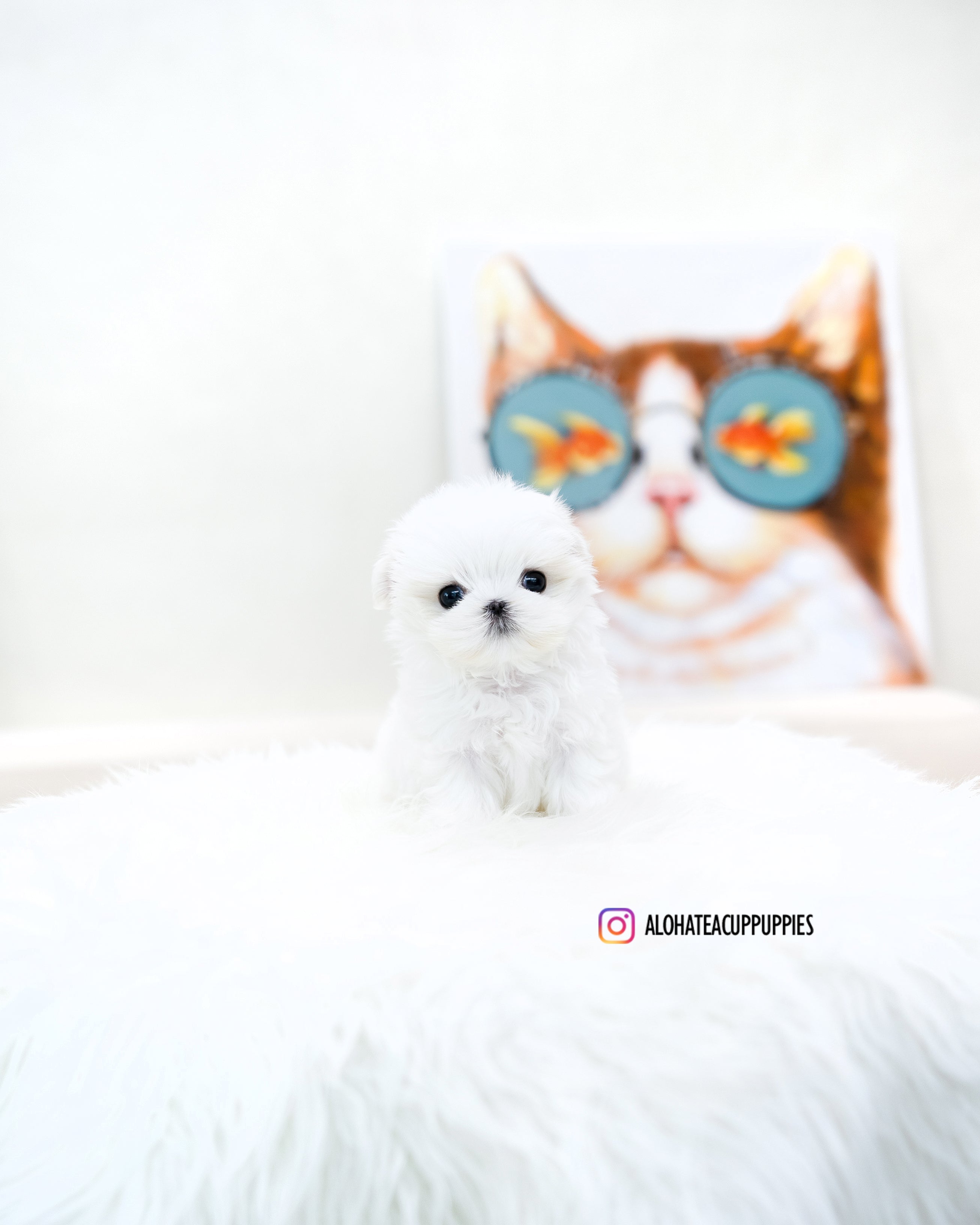 Caly [TEACUP MALTESE]