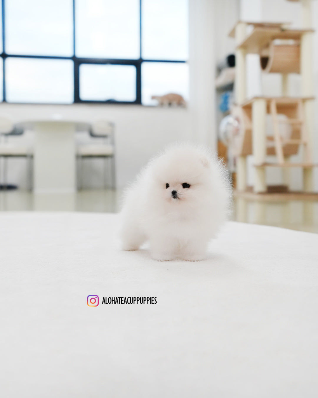 Rocco [POMERANIA TAZA DE TÉ]