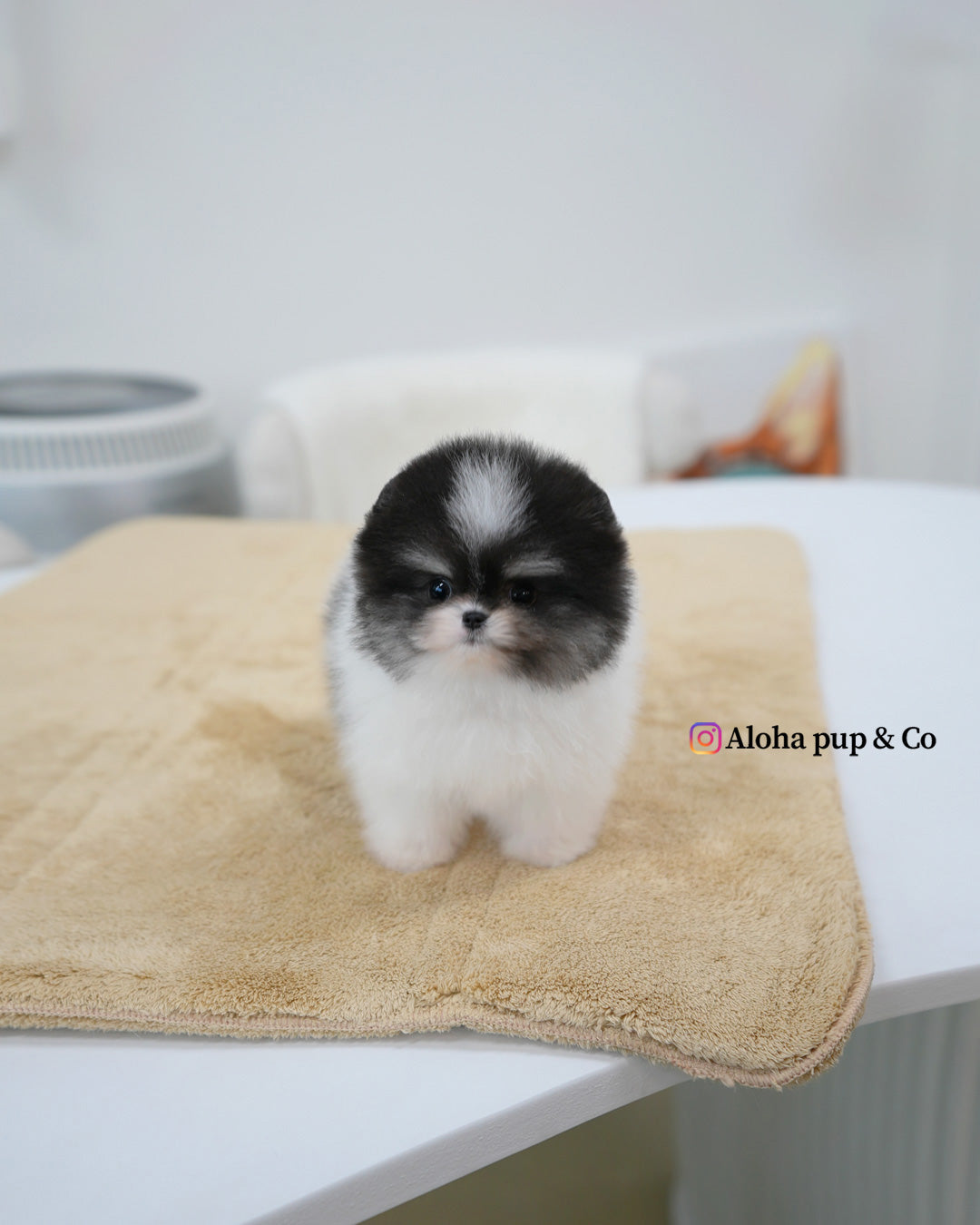 Oreo [POMERANIA TAZA DE TÉ]