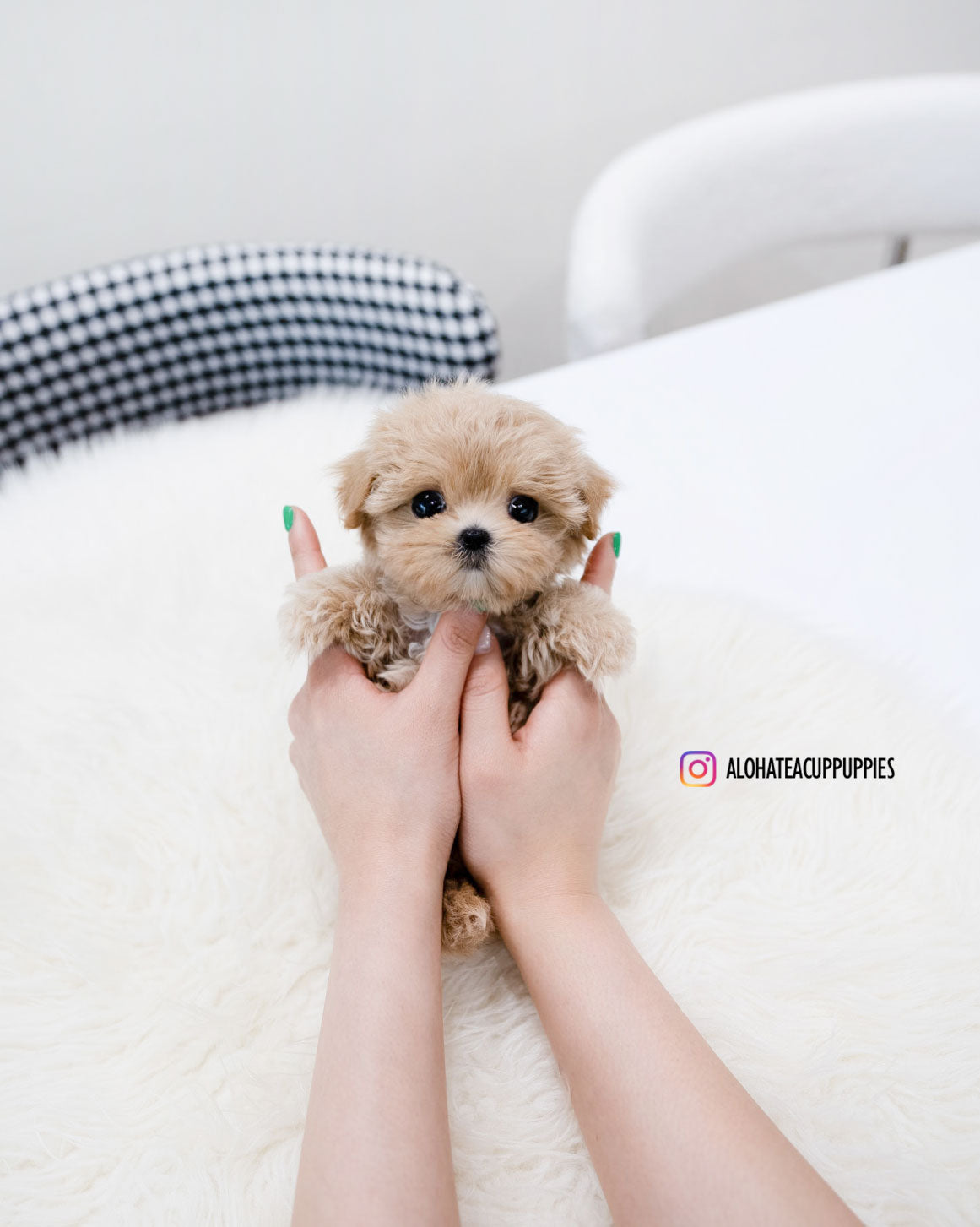 Della [TEACUP MALTIPOO]