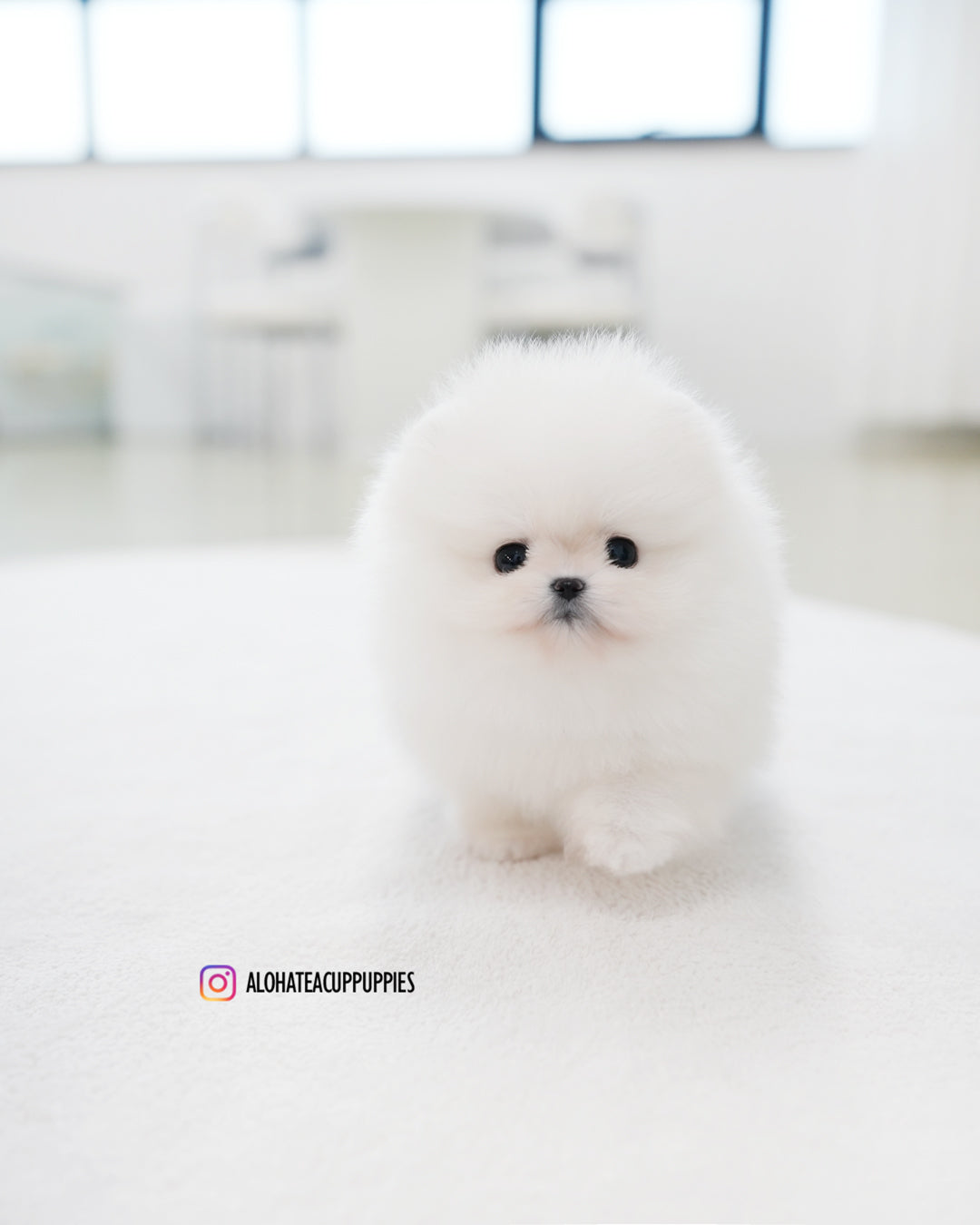 比安卡 [茶杯博美犬]