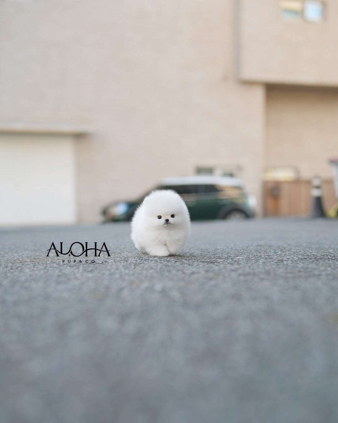 Aria [TEACUP POMERANIAN]
