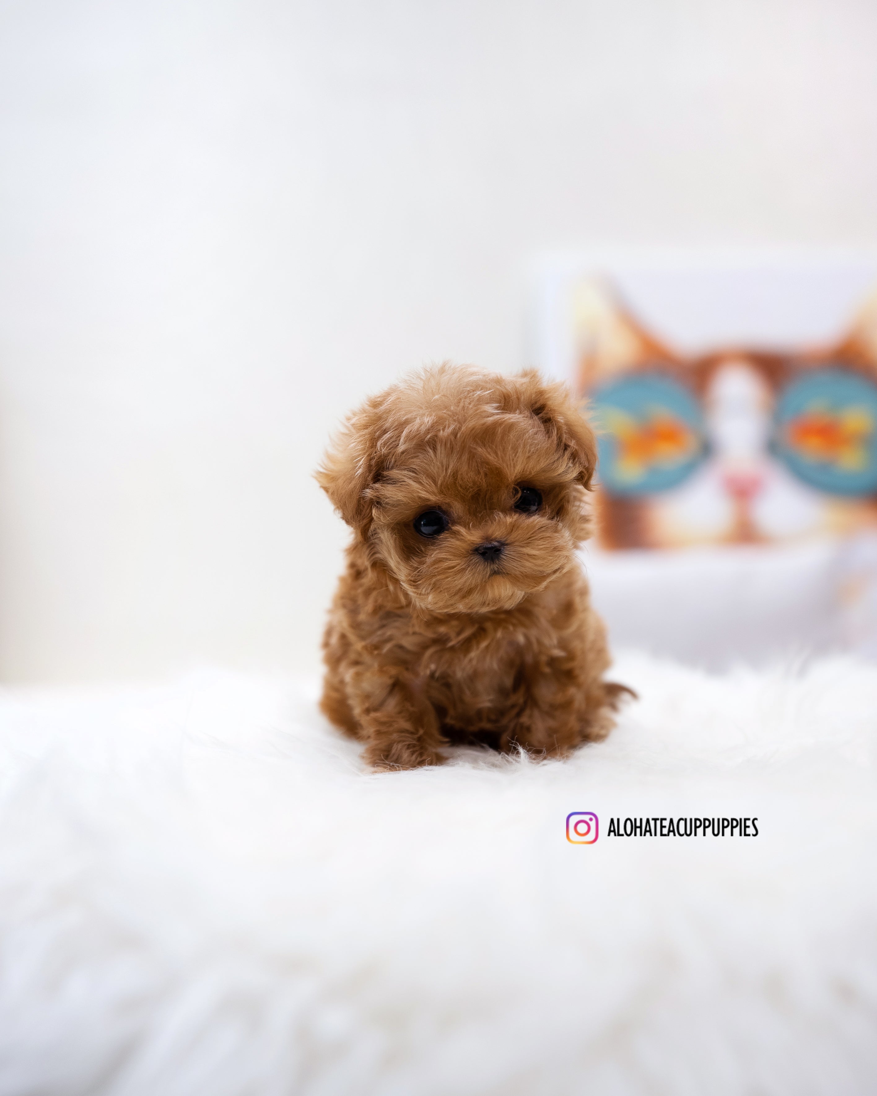 Magot [TEACUP MALTIPOO]