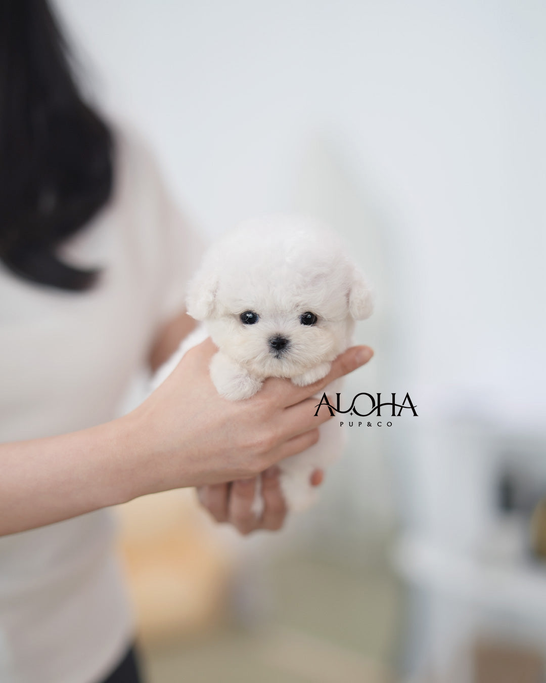 Lola [TEACUP BICHON Frise]