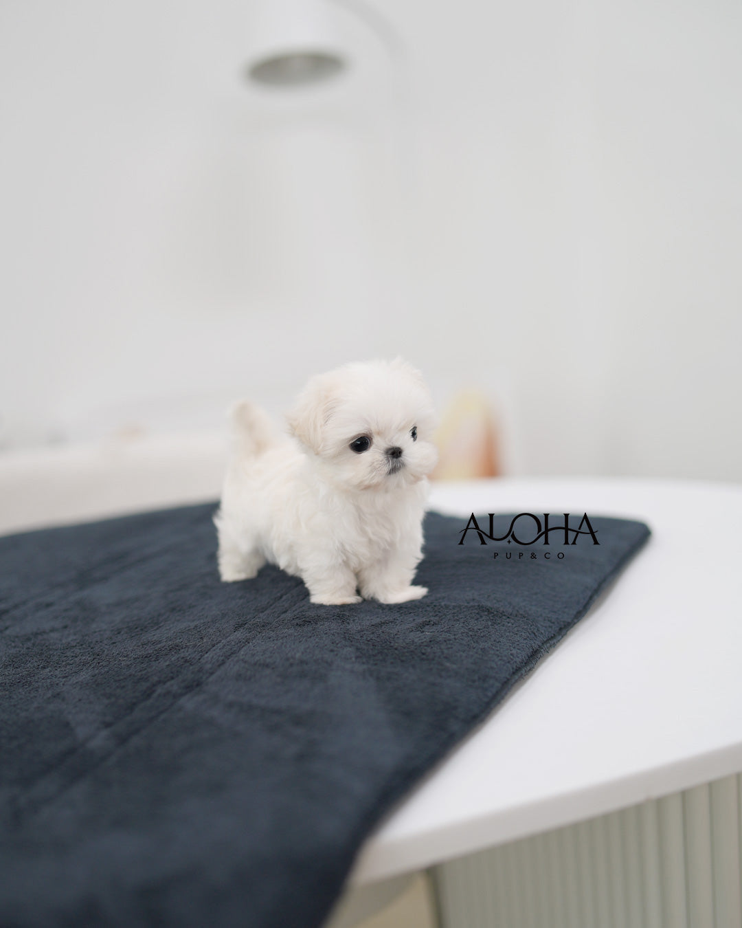 Ben [TEACUP Maltese]