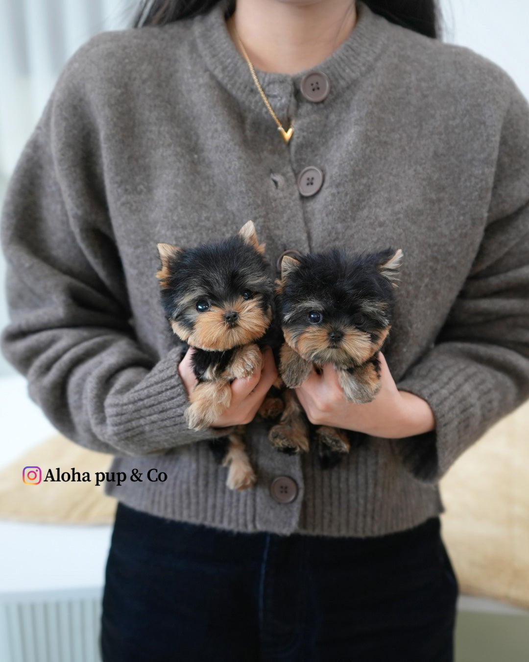 Ava [Teacup YORKIE]