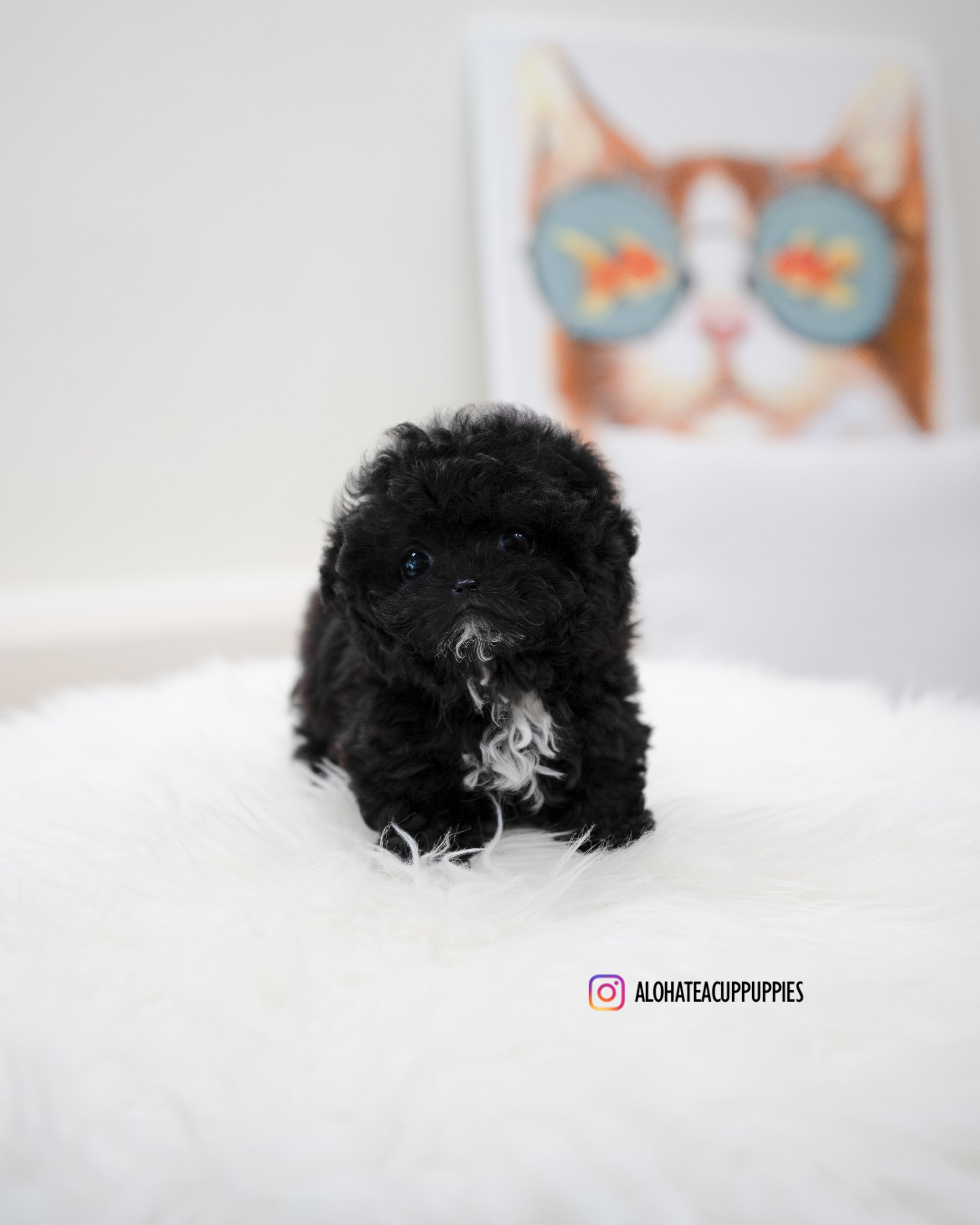 Mael [TEACUP POODLE]