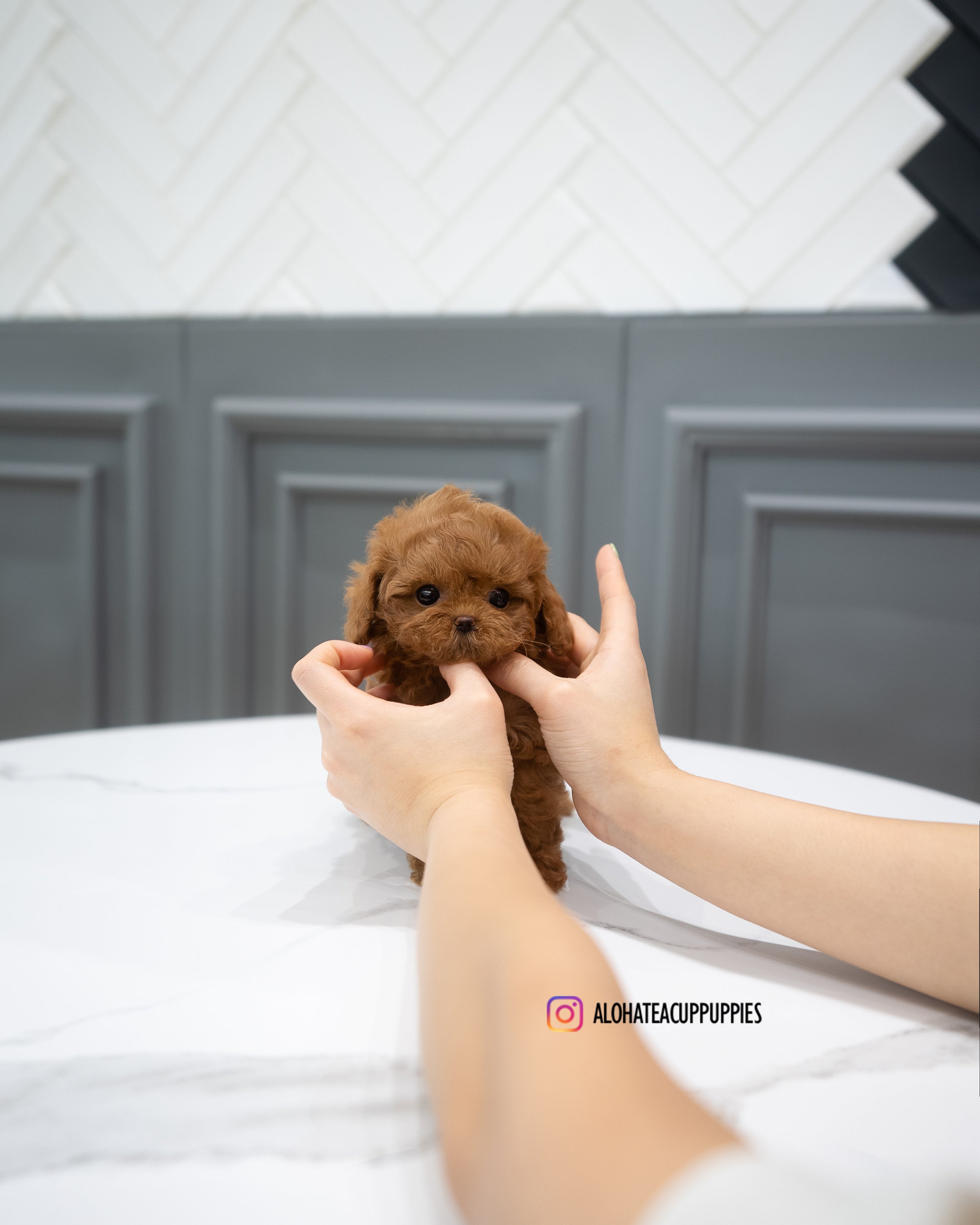 Abby [TEACUP MALTIPOO]