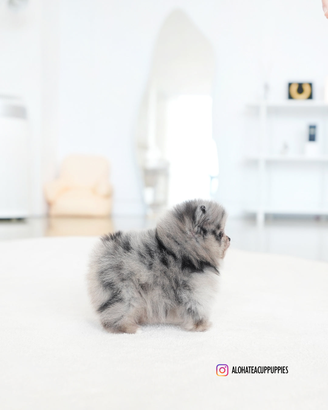 Dewey [POMERANIA TAZA DE TÉ]