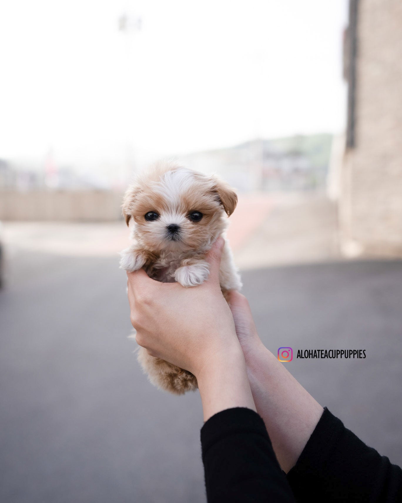 Lyn [TEACUP MALTIPOO]
