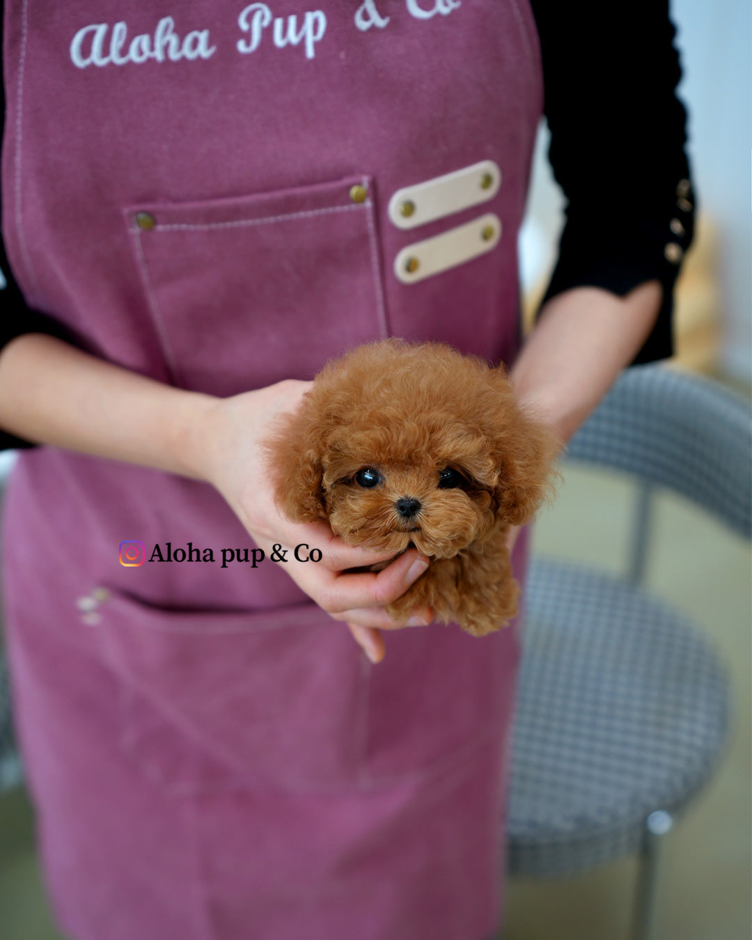 Ronnie [TEACUP POODLE]