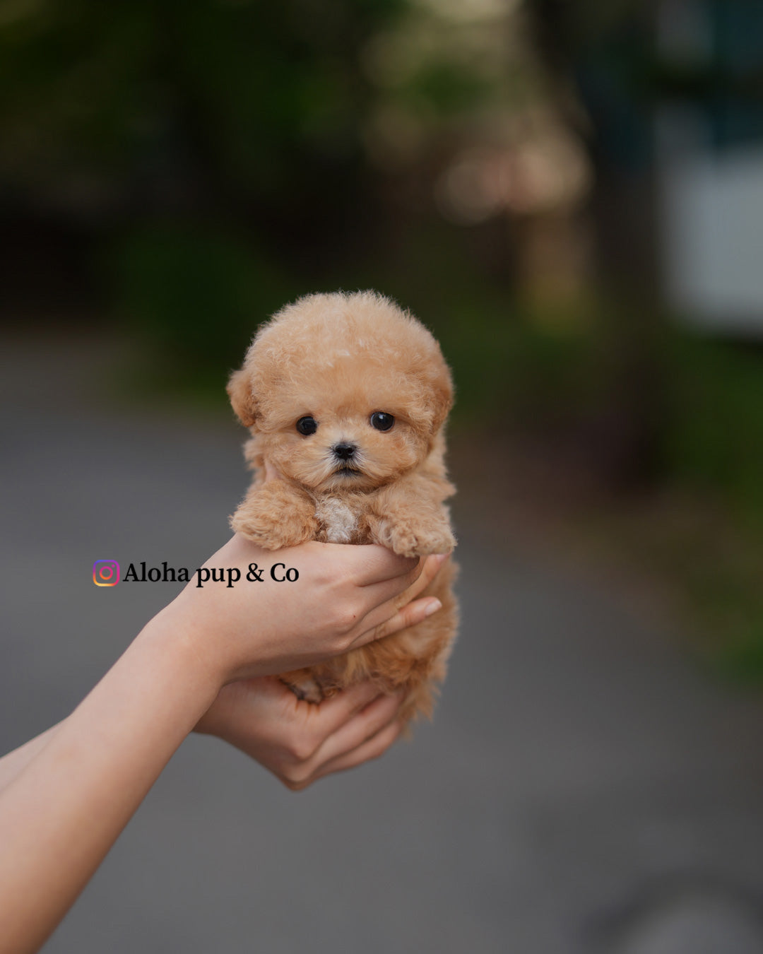 Tes [TEACUP MALTIPOO]