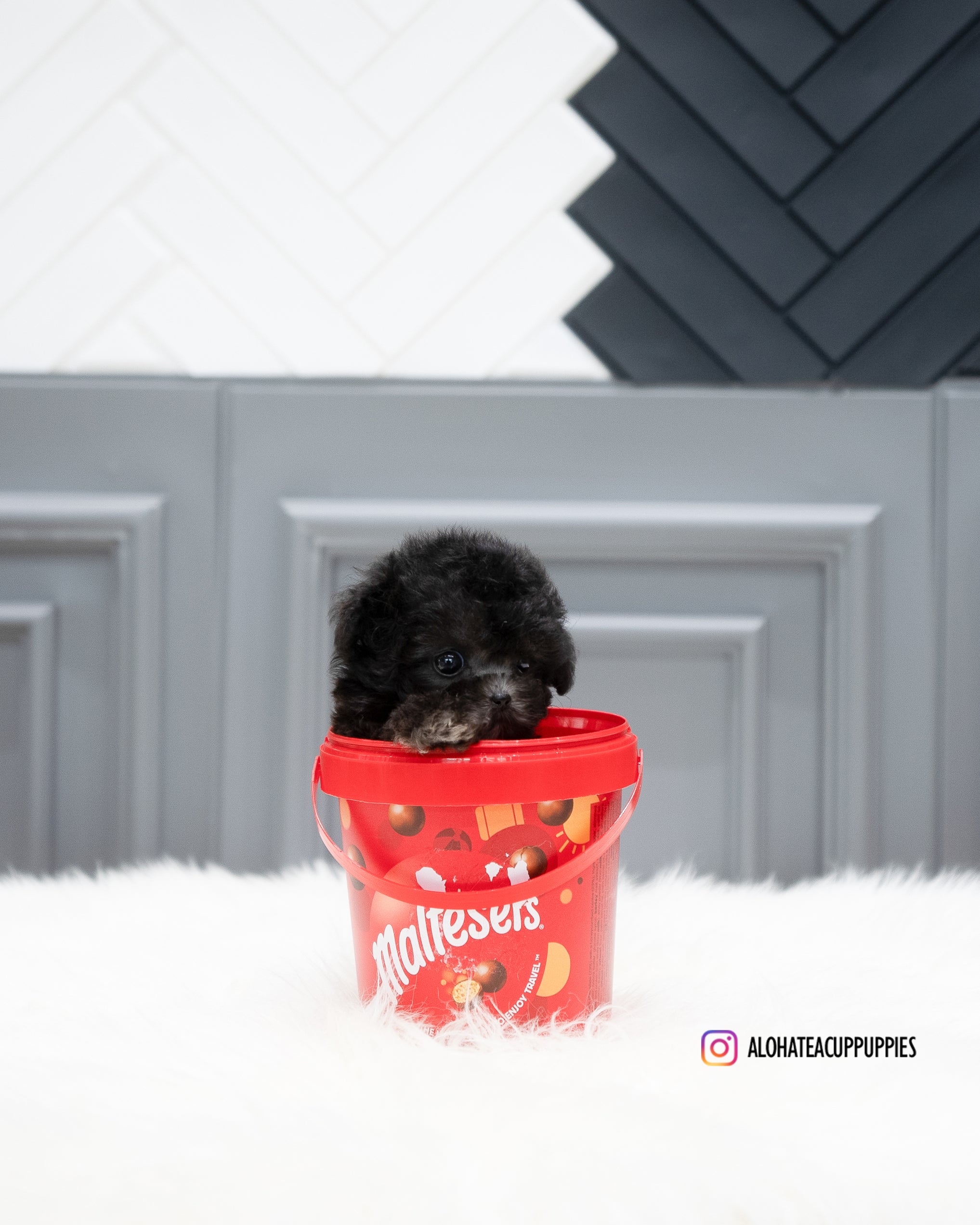 Chloe [TEACUP POODLE]