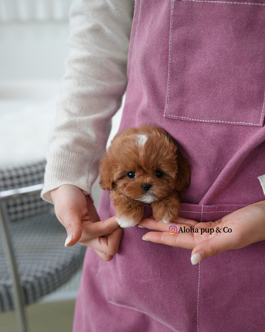 Effie [TEACUP MALTIPOO]