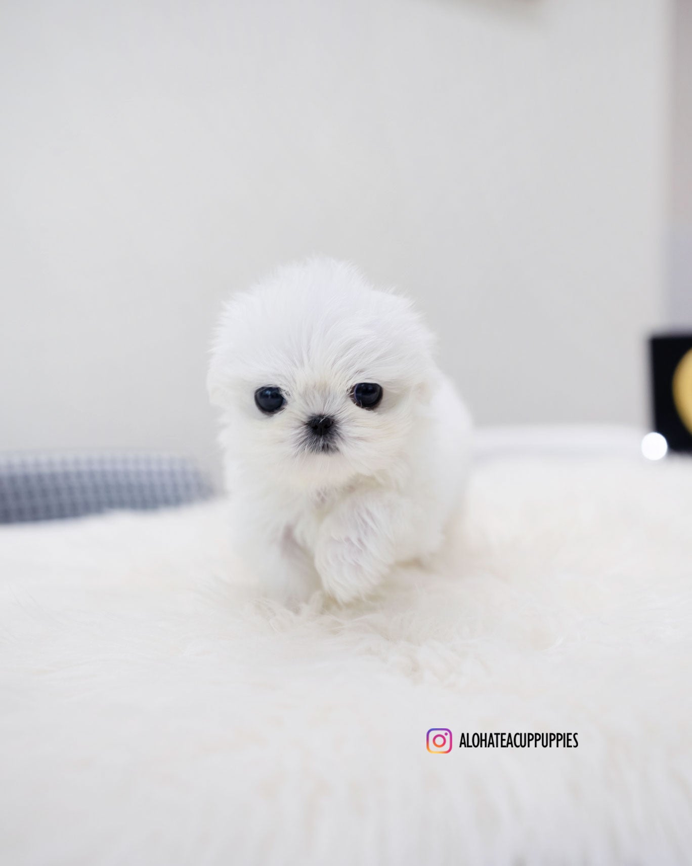 Ria [TEACUP MALTESE]