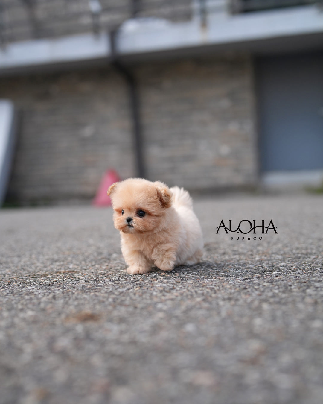 Peach [TEACUP MALTIPOO]