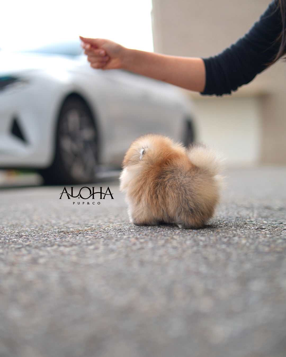 Celine [TEACUP POMERANIAN]