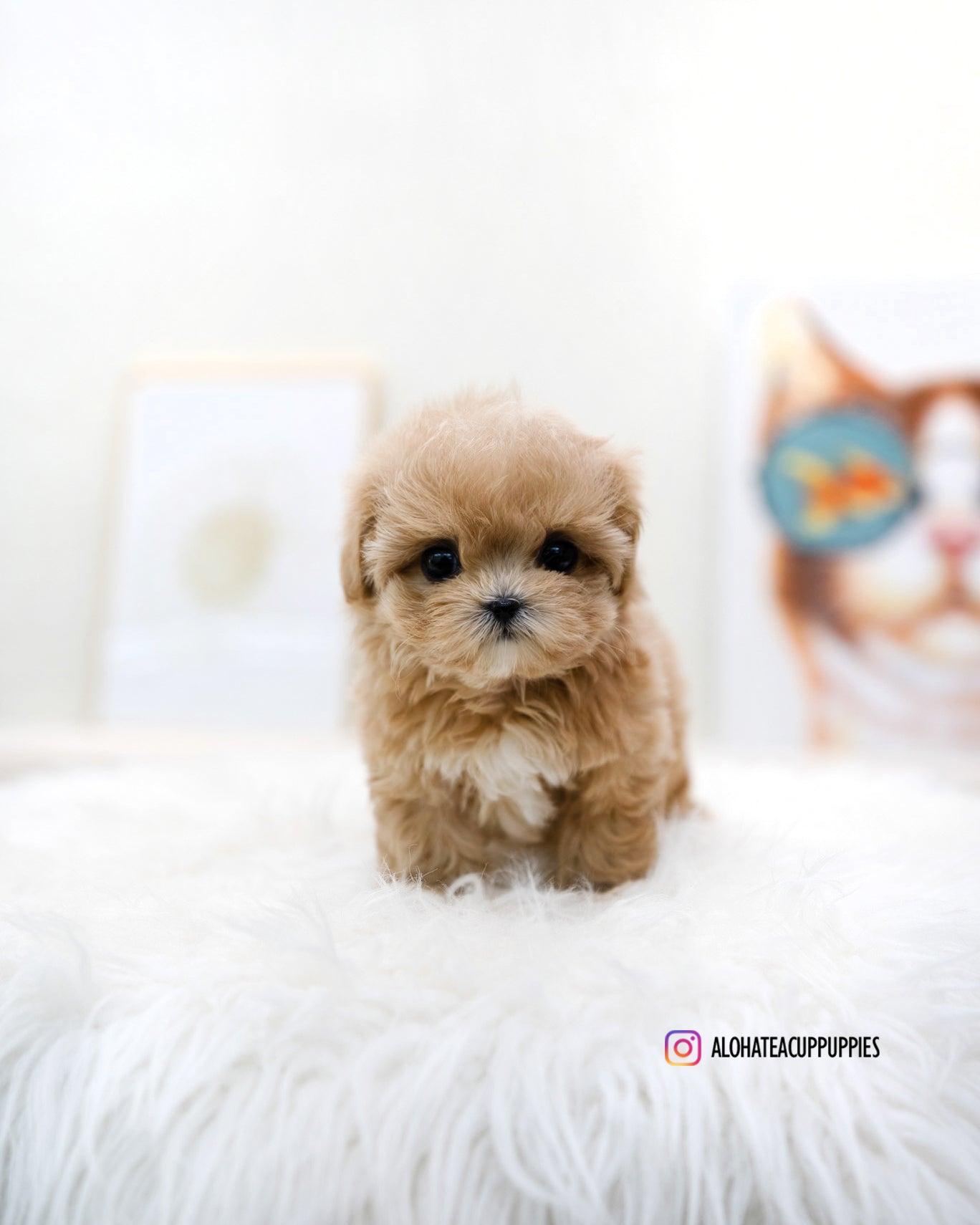 Mignon [TEACUP MALTIPOO]