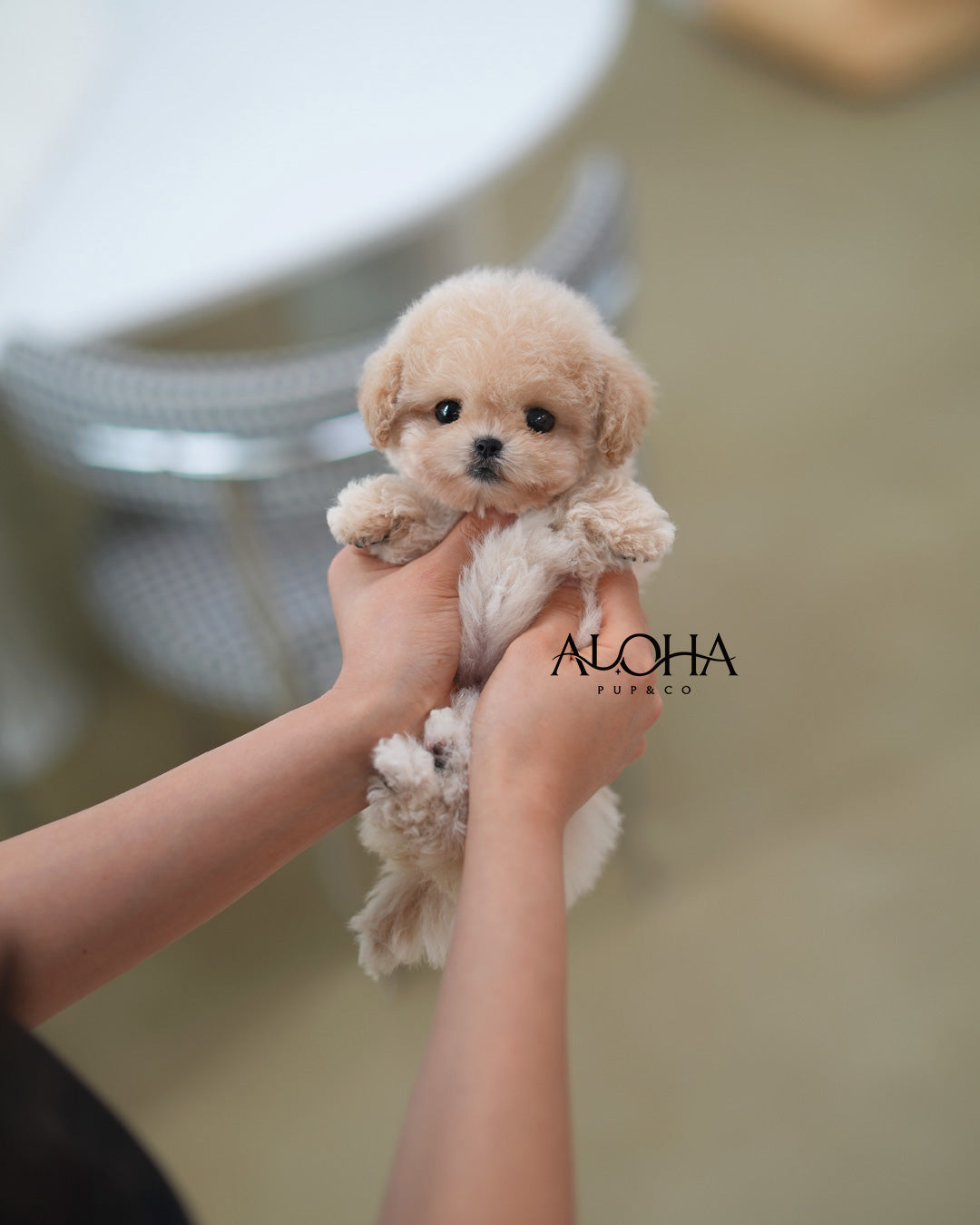 Sara [TEACUP MALTIPOO]