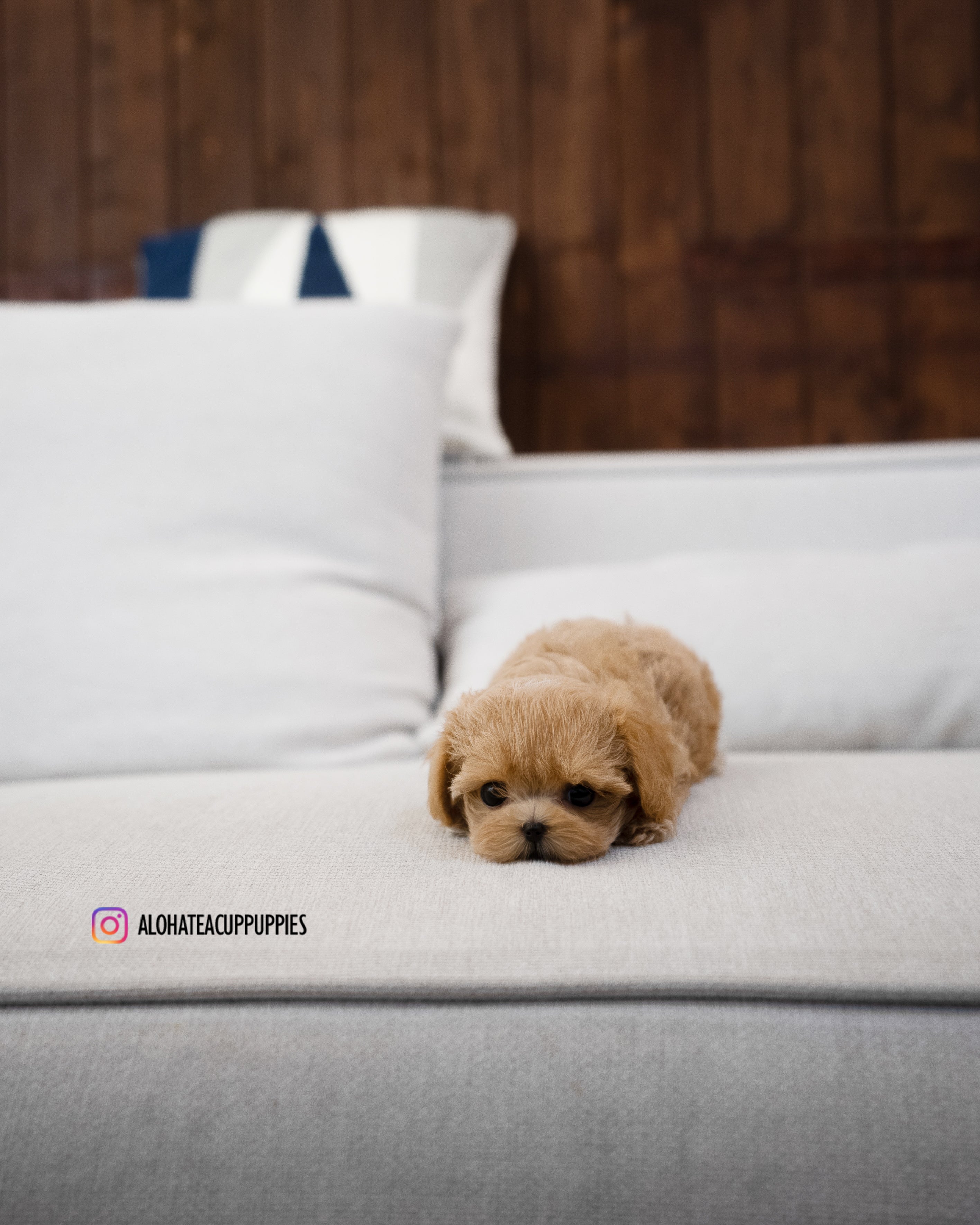 Amber [TEACUP MALTIPOO]