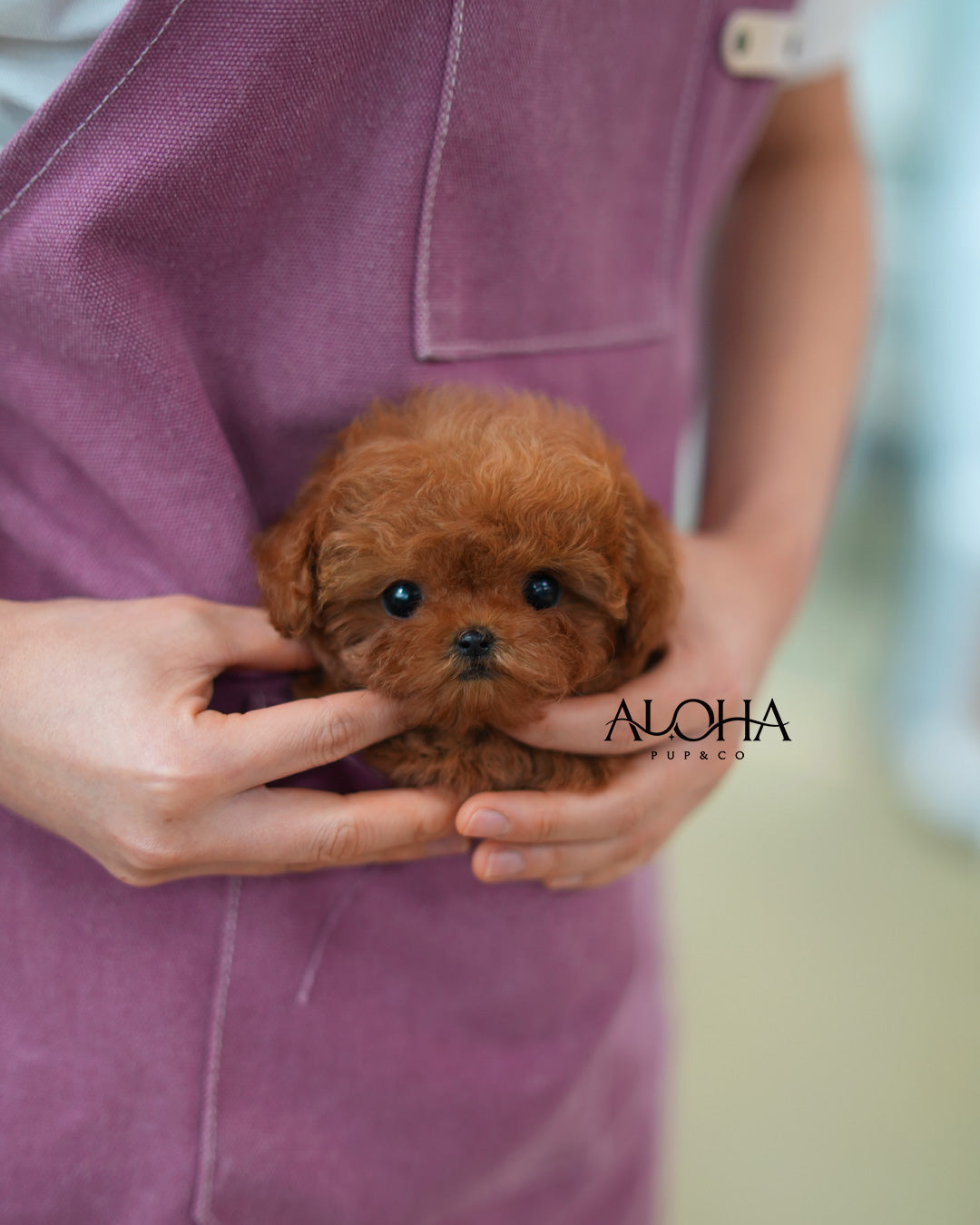 Dean [TEACUP POODLE]