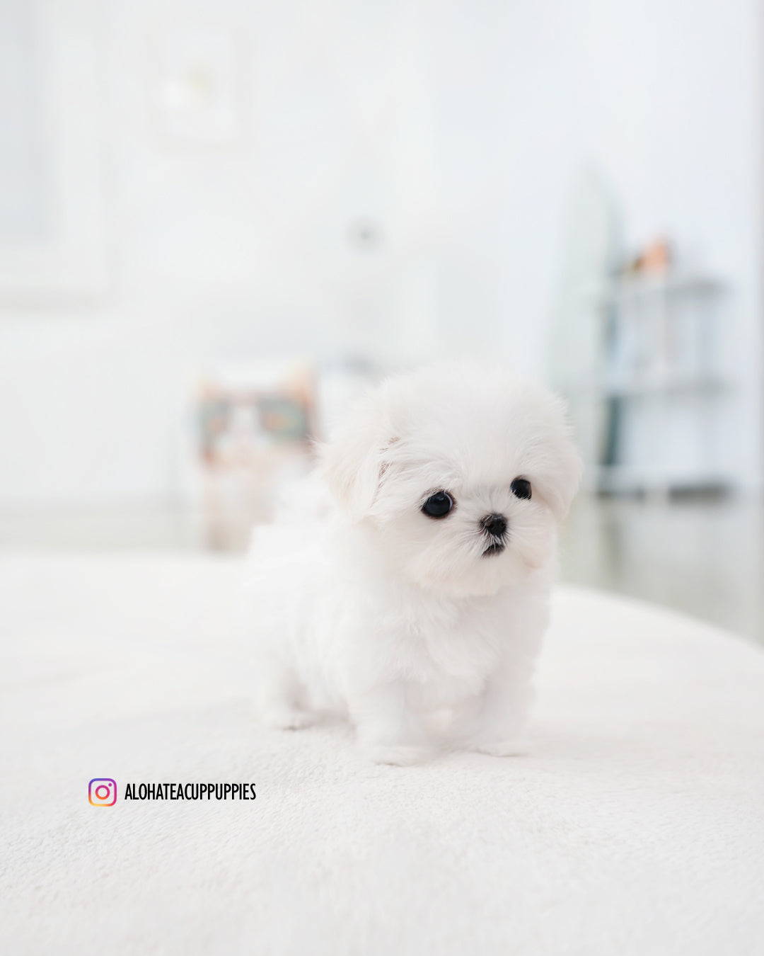 Sunny [TEACUP MALTESE]